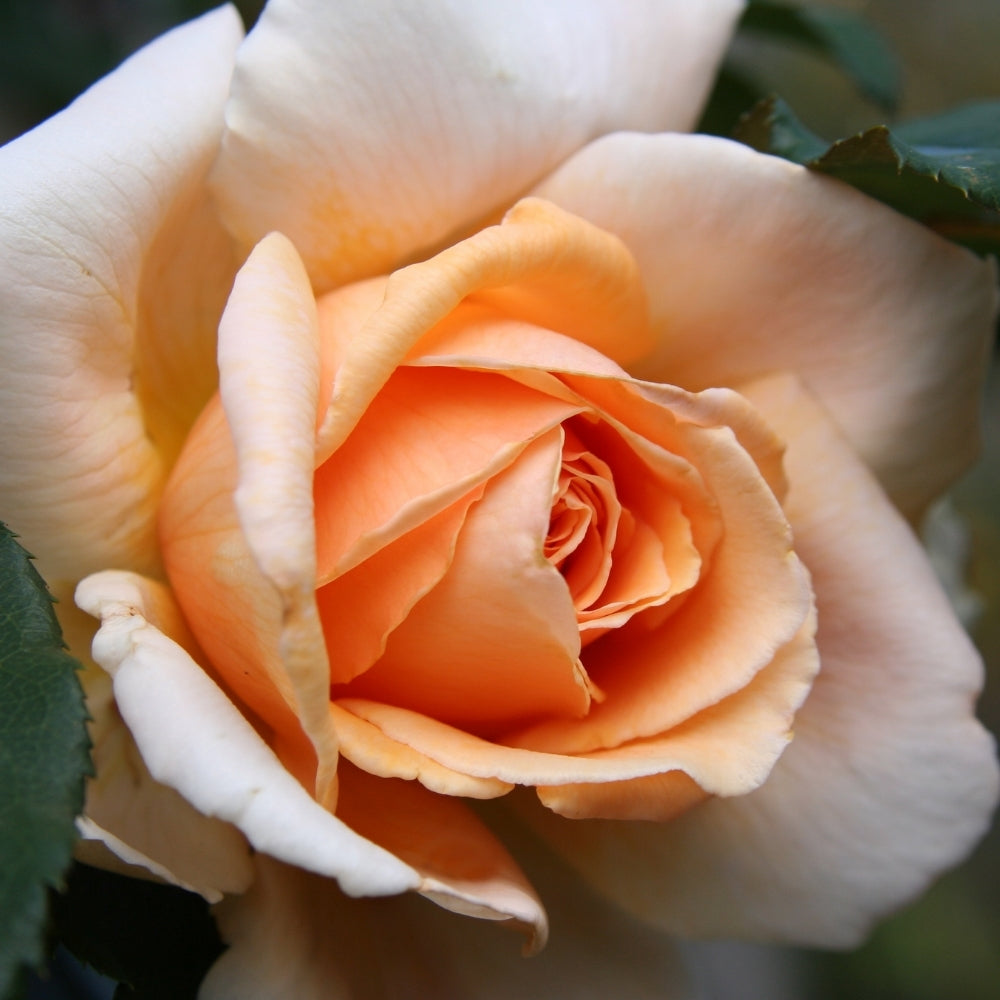 Just Joey Bare Root Rose Bush