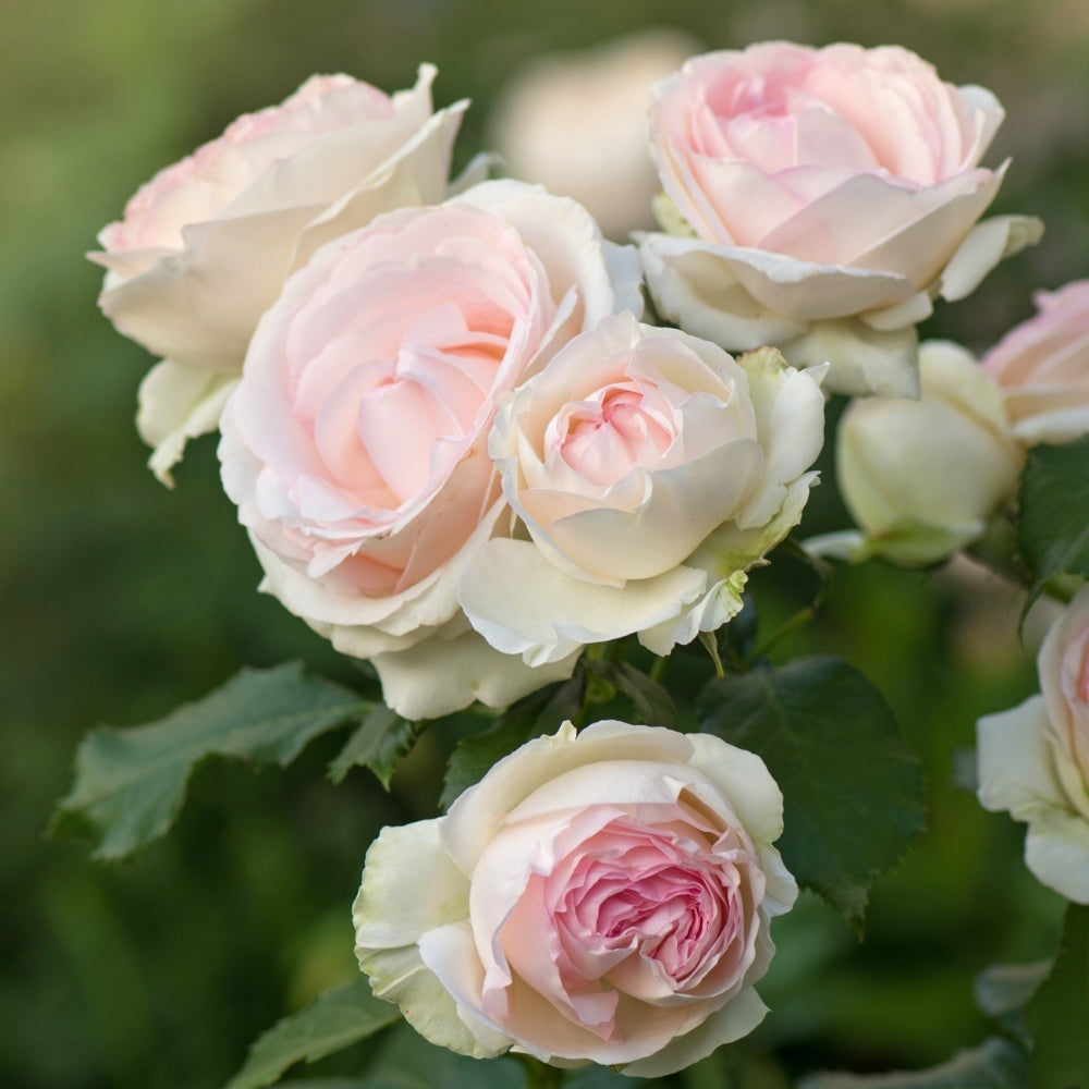 Eden Climber® Bare Root Climbing Rose