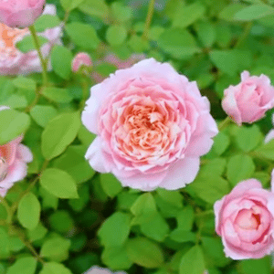 Taoran Potted Rose Bush