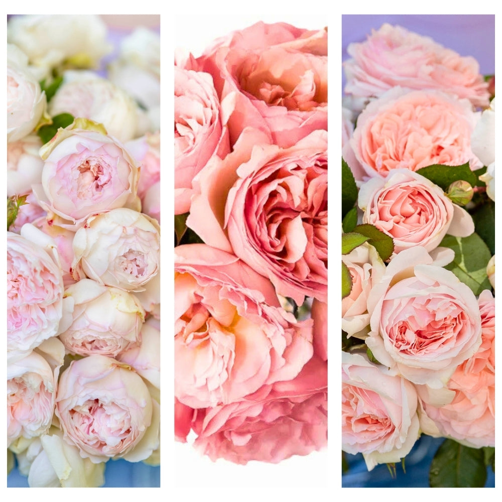 Seraphina 50K Celebration Box