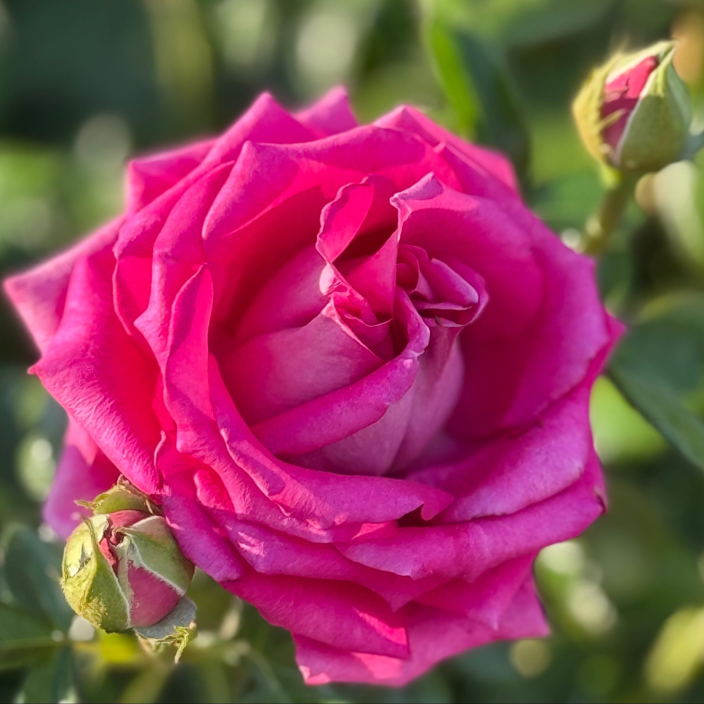 Stiletto™ Potted Rose Bush