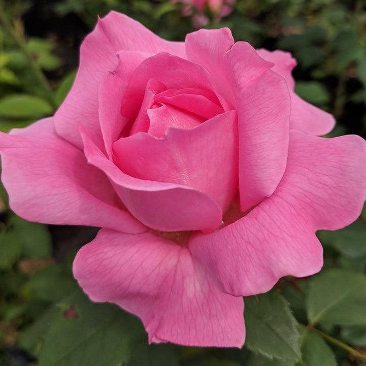 True Bloom® True Inspiration Potted Rose Bush