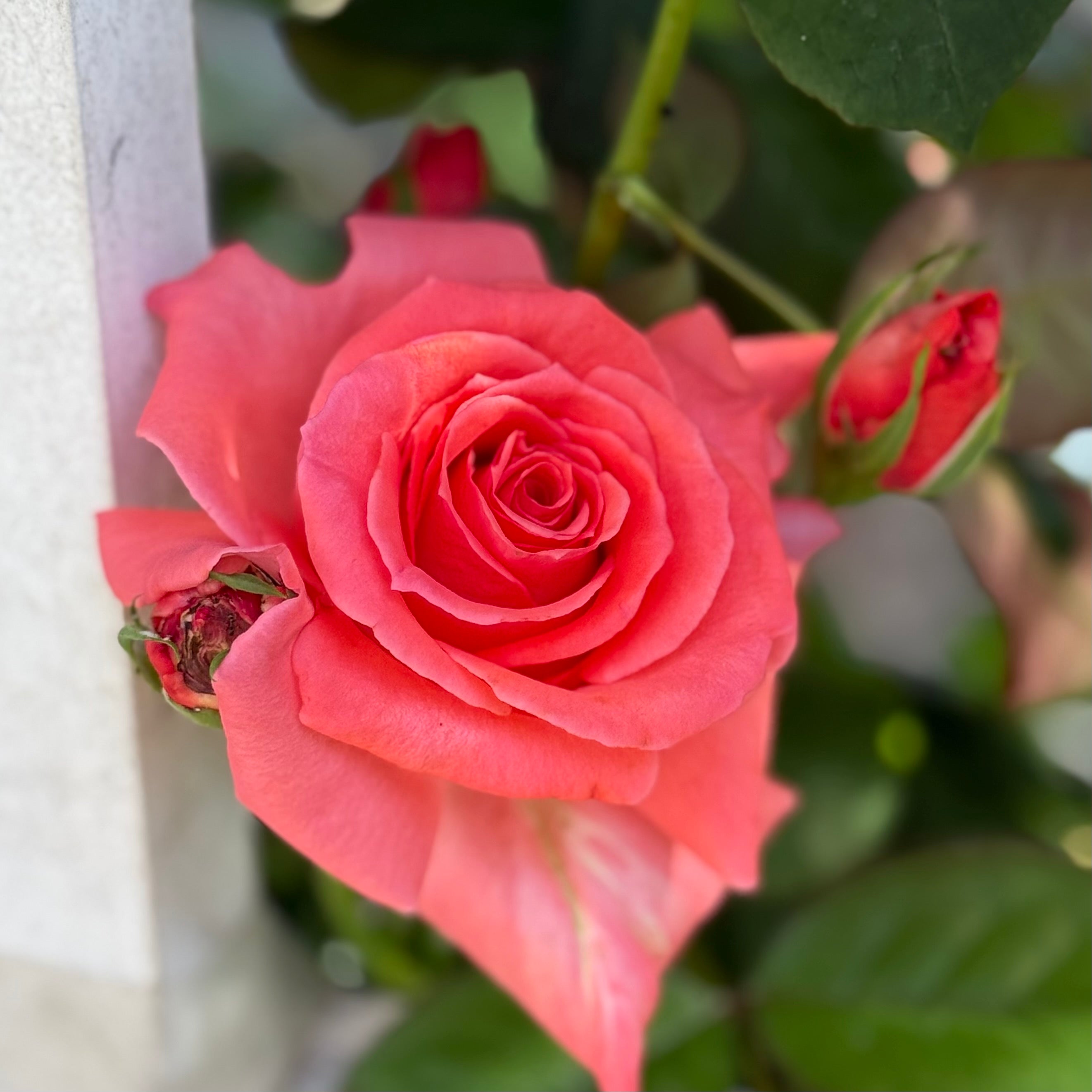 America™ Potted Climbing Rose