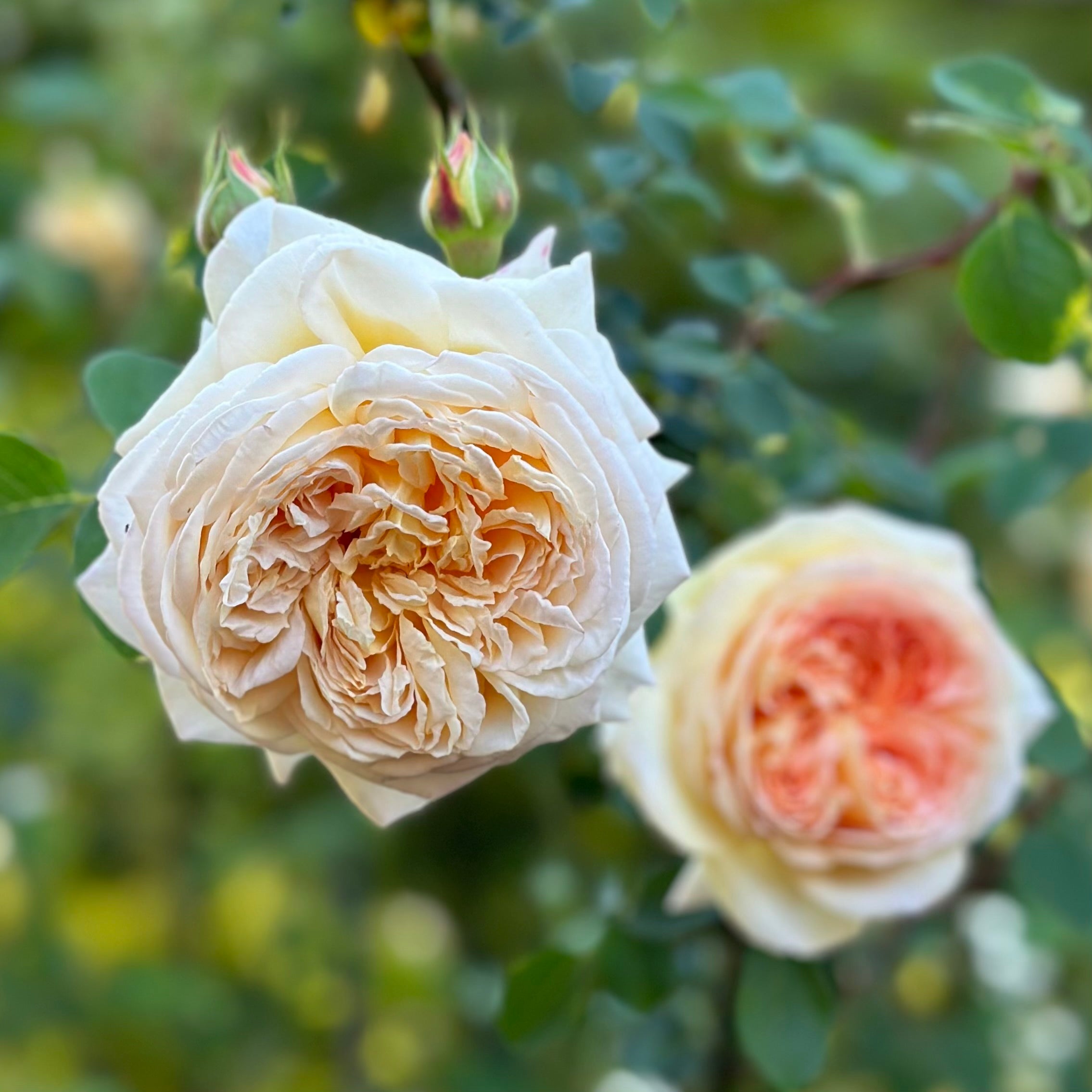David Austin® Bathsheba® Potted Climbing Rose Bush