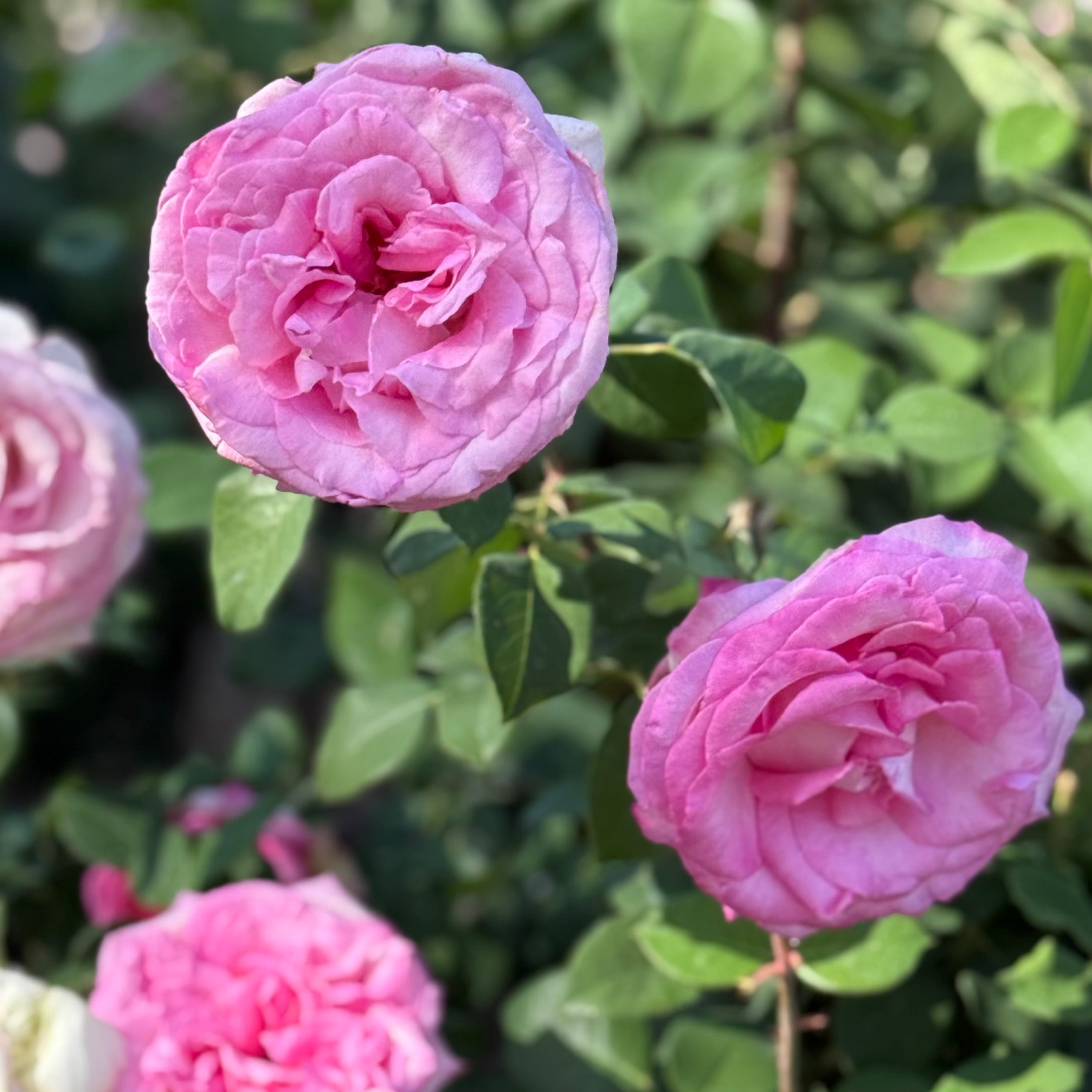 Eleganza® Beverly™ Potted Rose Bush