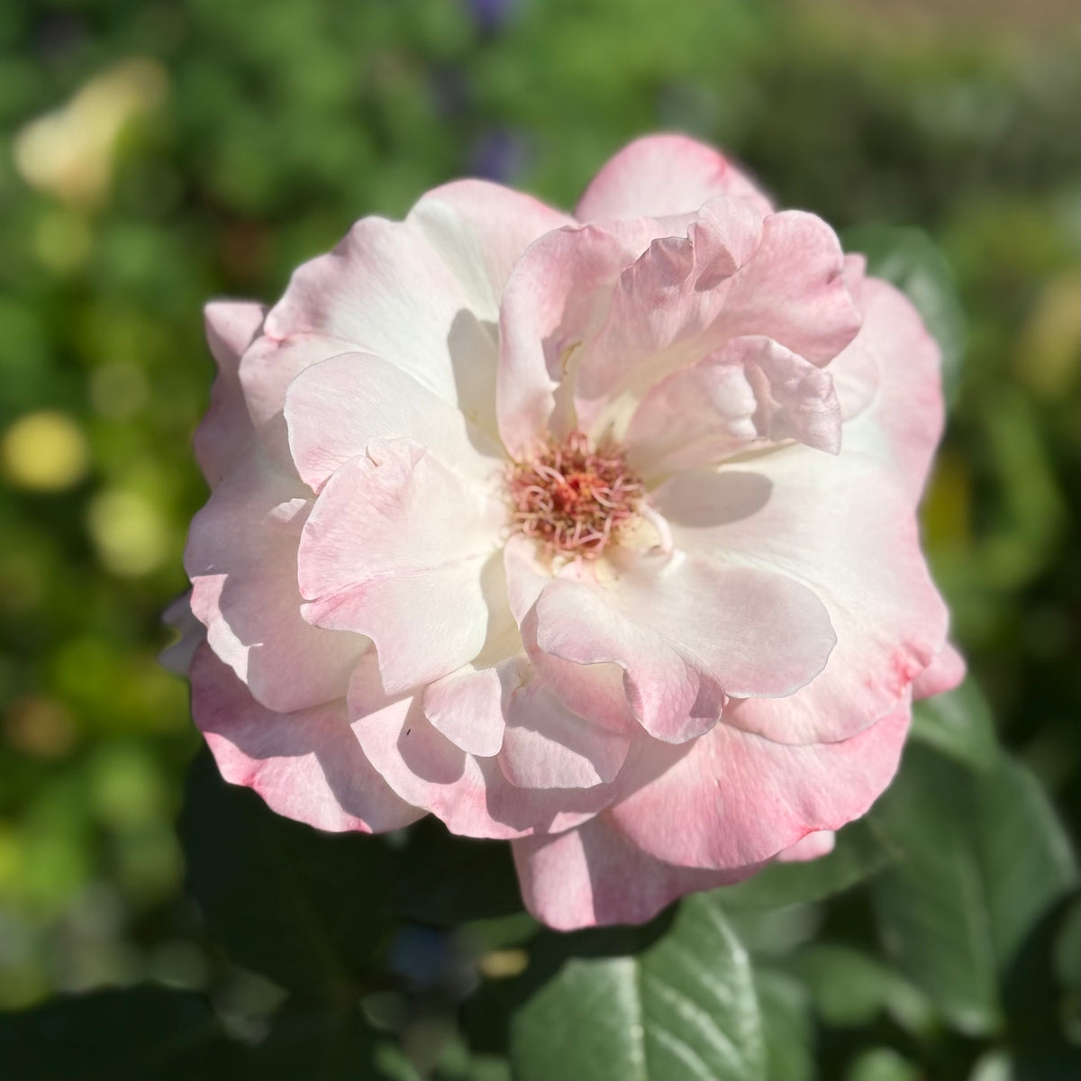 Peace Bare Root Tree Rose