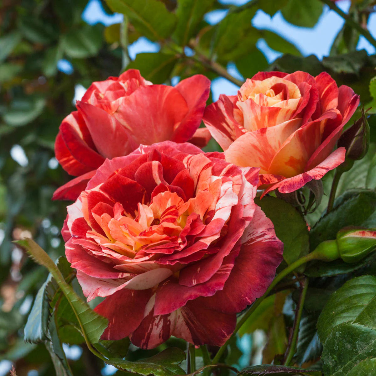 Tropical Lightning™ Bare Root Climbing Rose