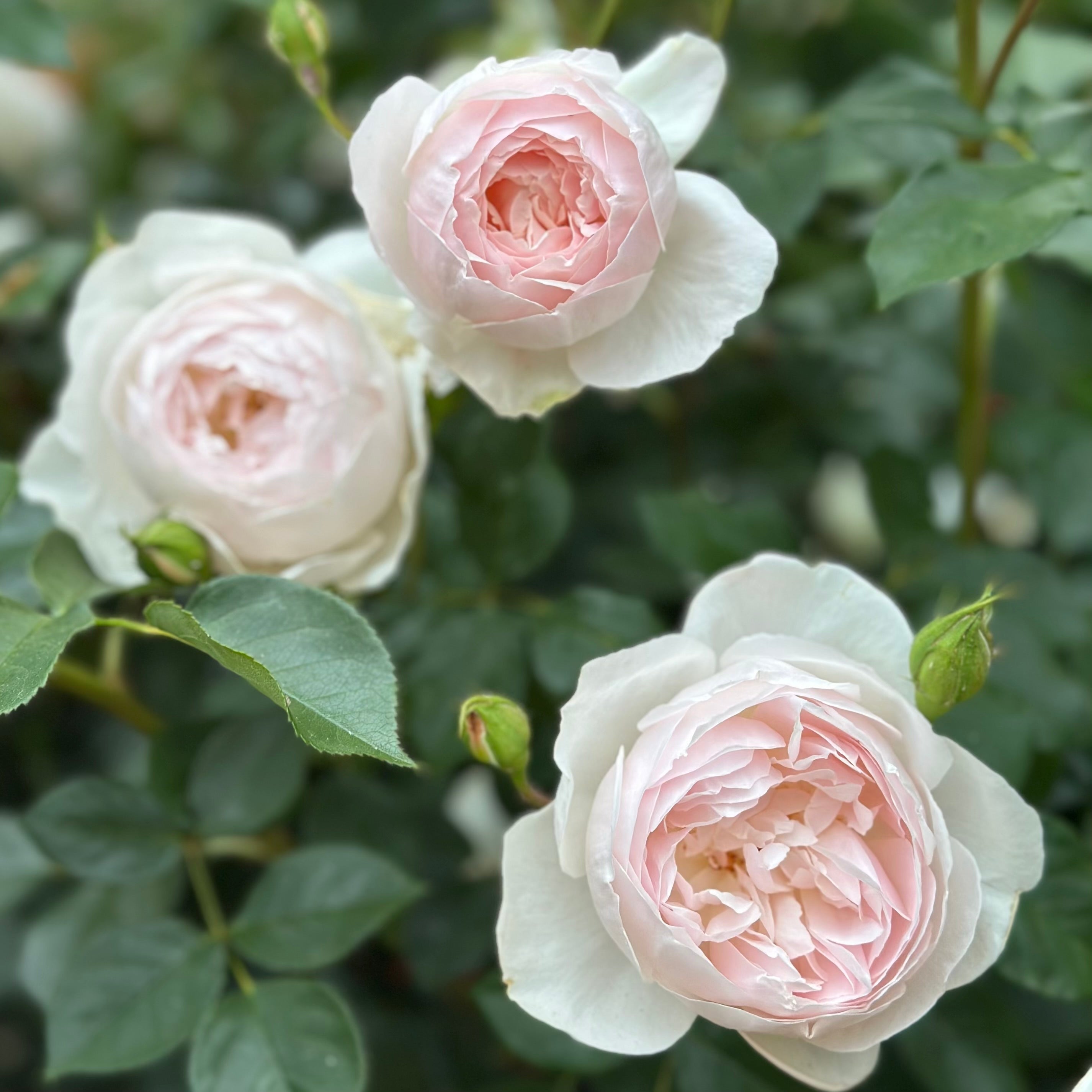 David Austin® Desdemona® Potted Tree Rose