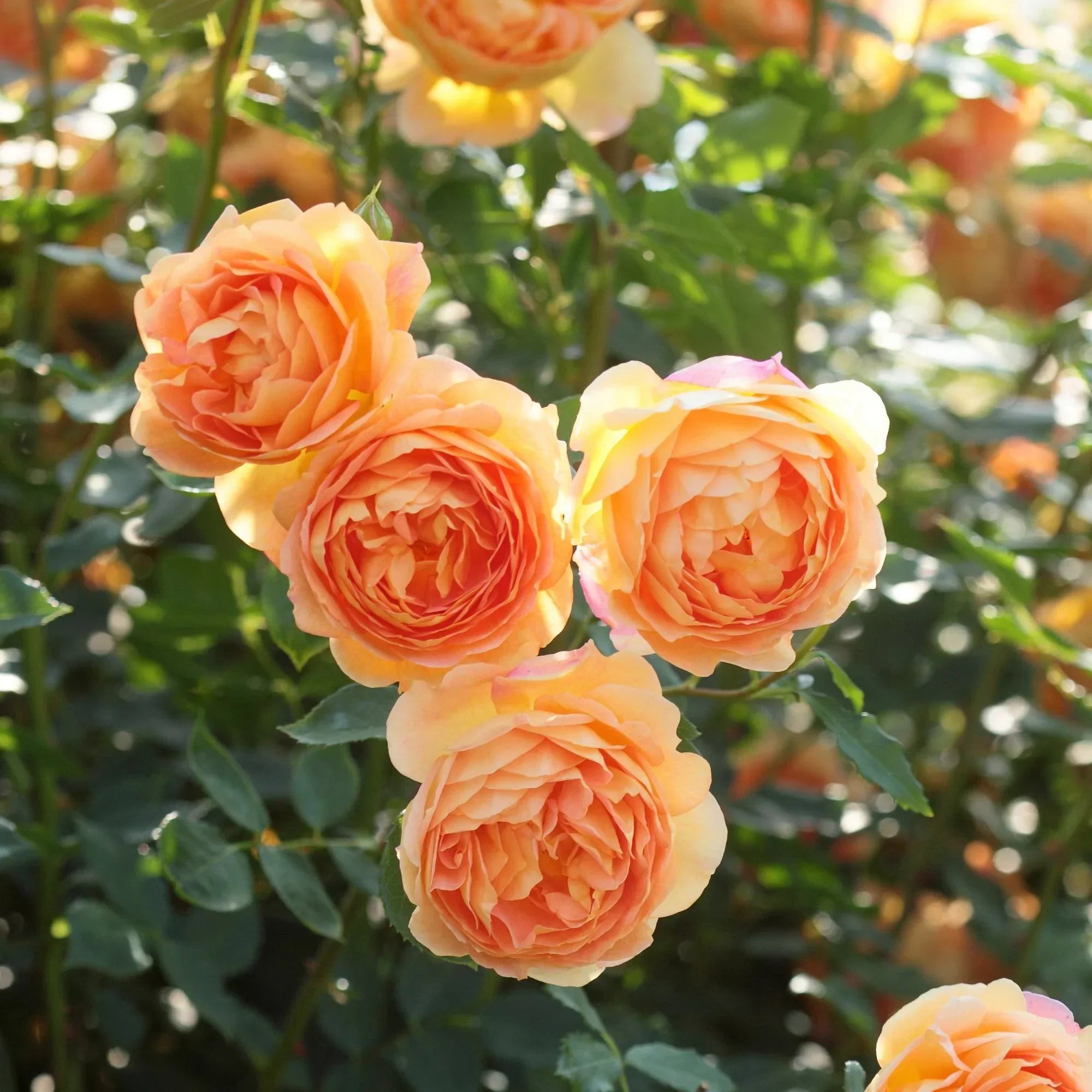 David Austin® Lady of Shalott™ Potted Rose Bush