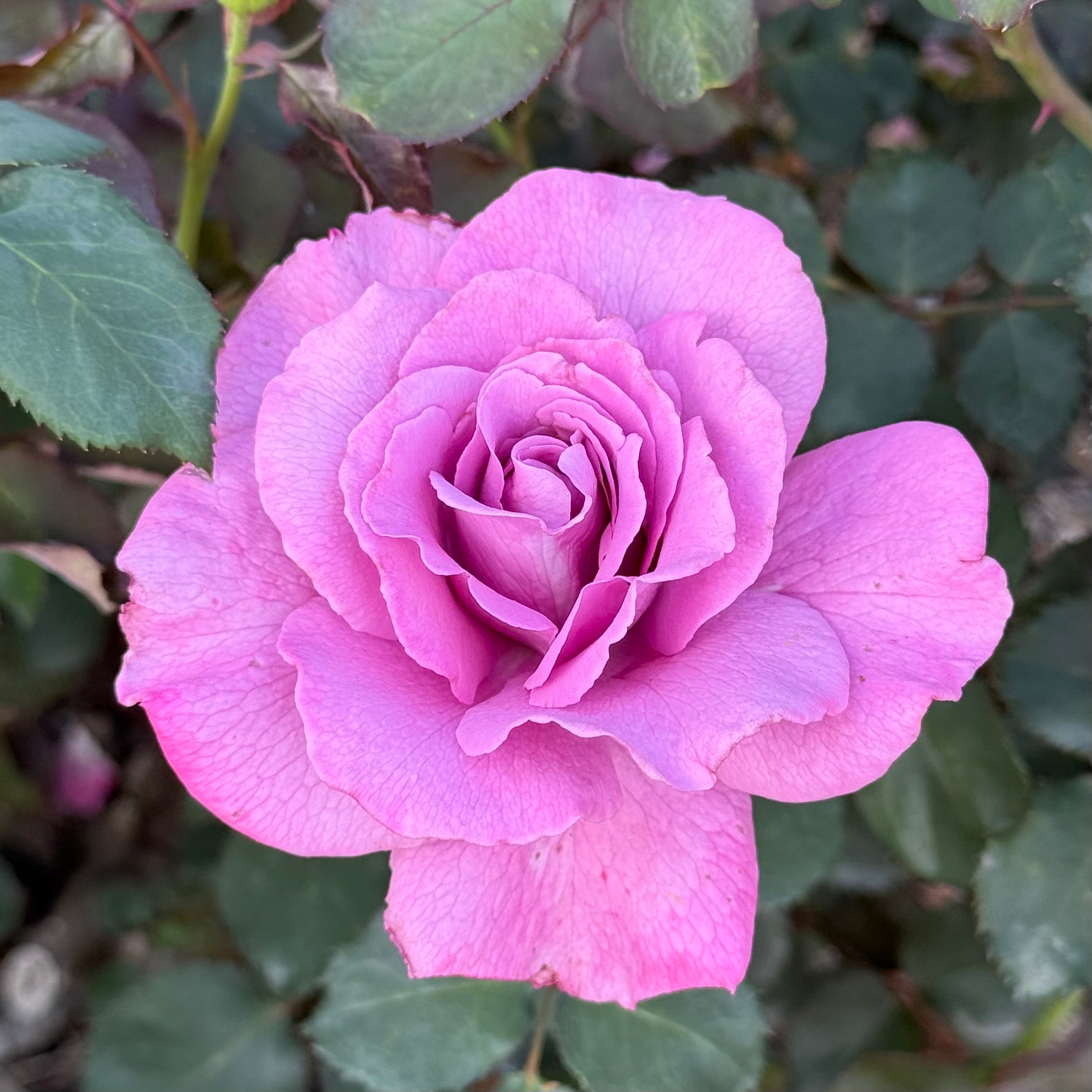 Angel Face Potted Rose Bush