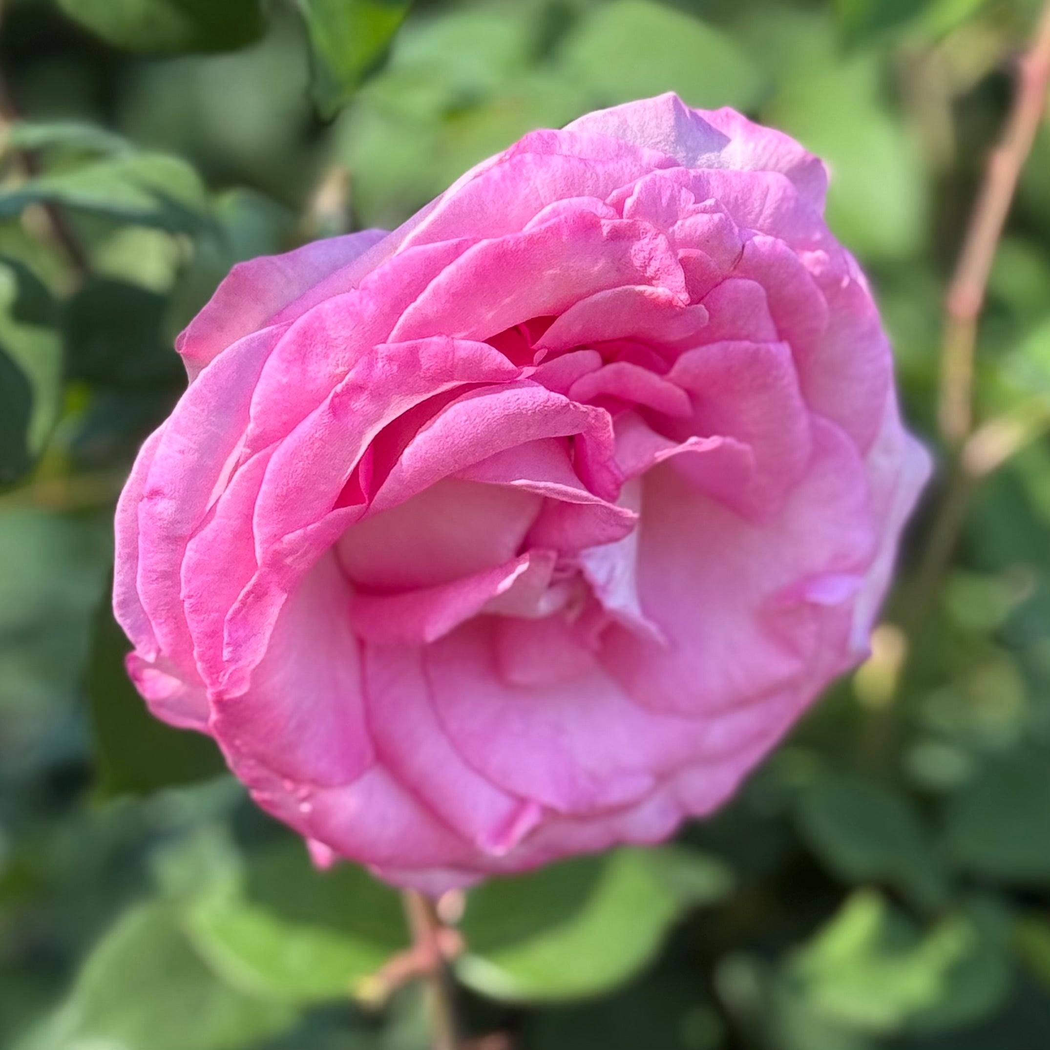 Eleganza® Beverly™ Potted Rose Bush