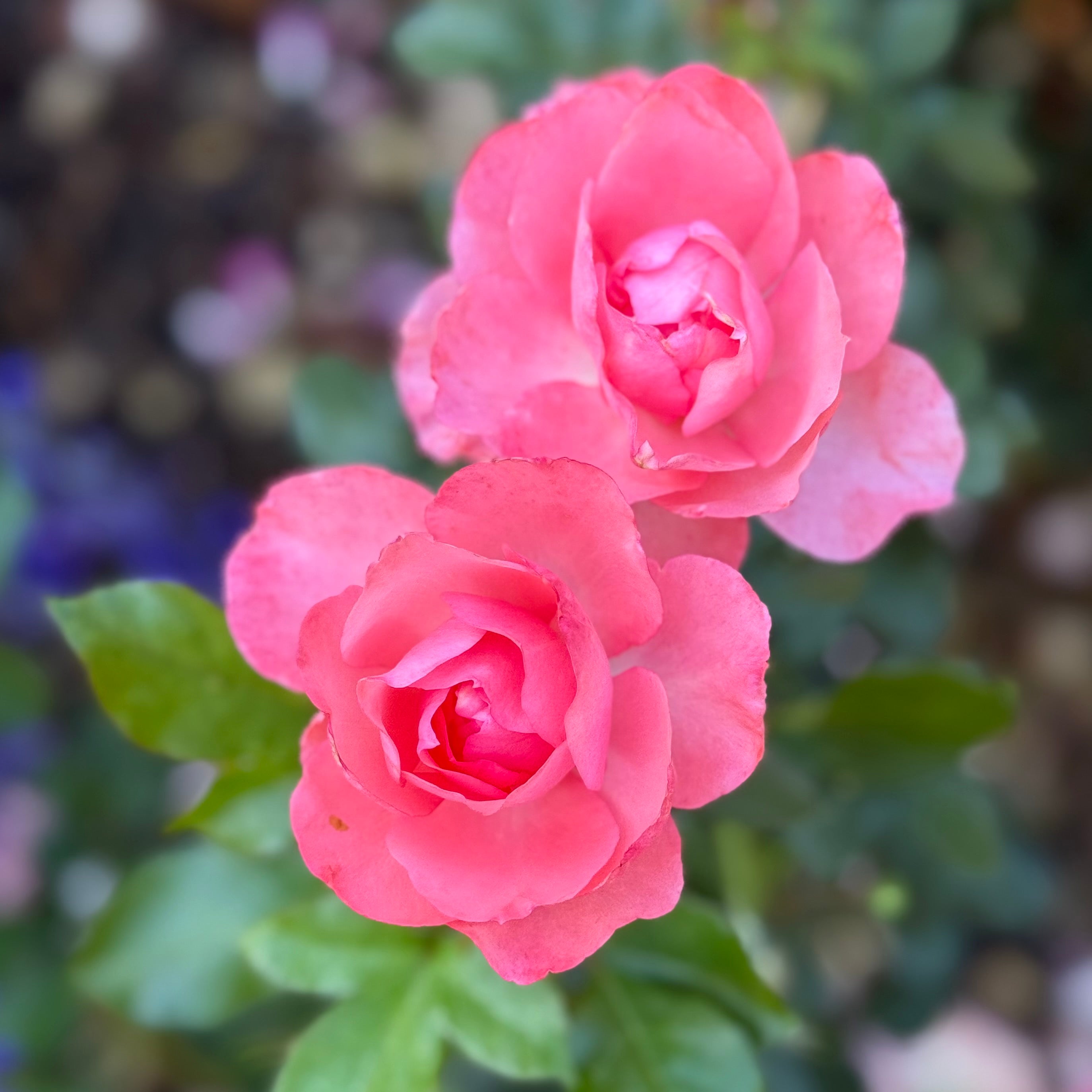 Passionate Kisses® Potted Tree Rose