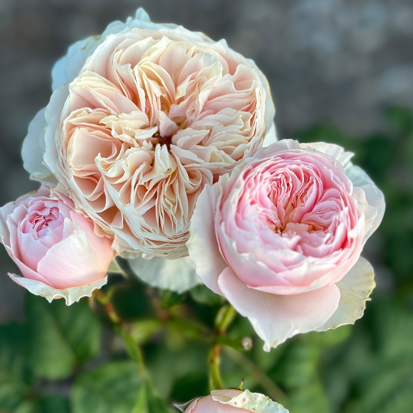 Han Xian Potted Rose Bush