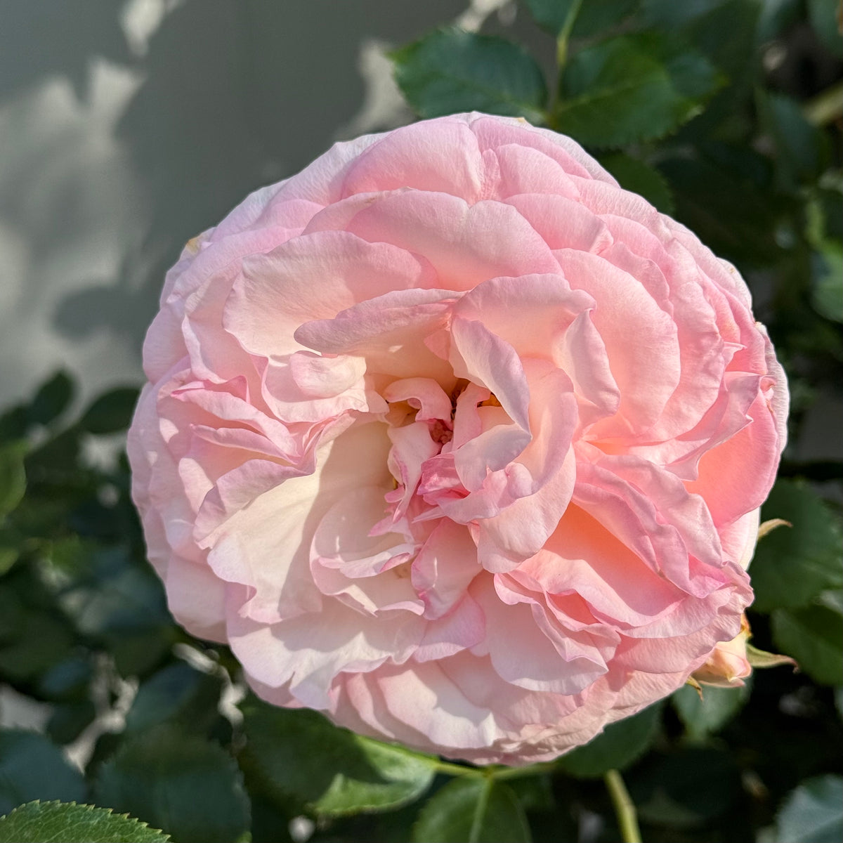 Eden Climber® Bare Root Climbing Rose