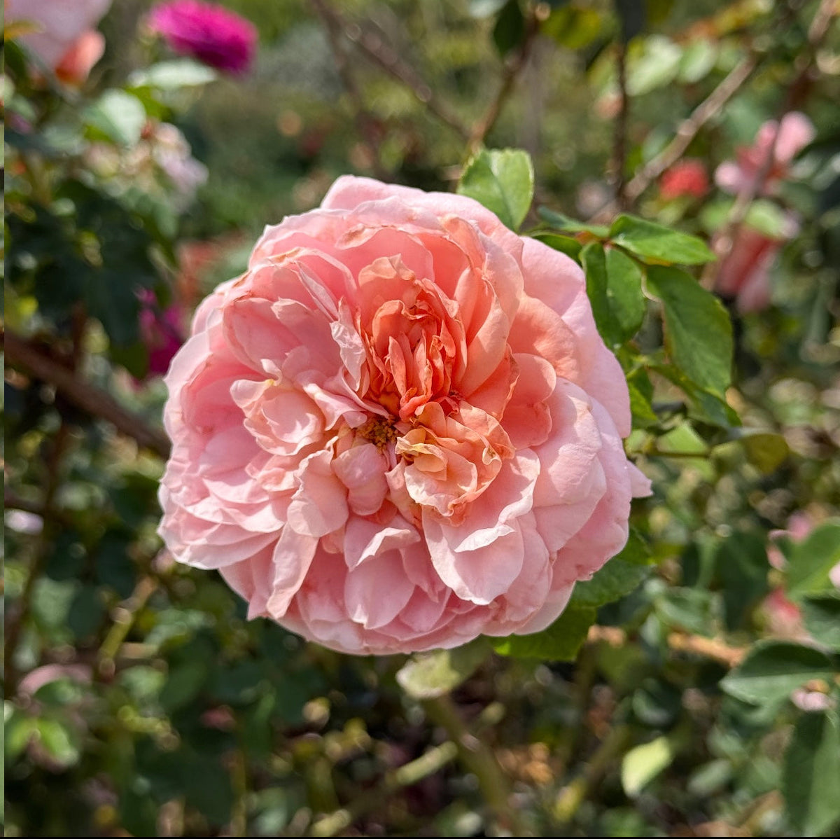 Colette™ Bare Root Climbing Rose