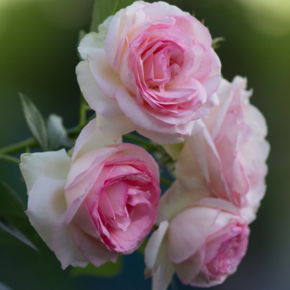 Eden Climber® Bare Root Climbing Rose