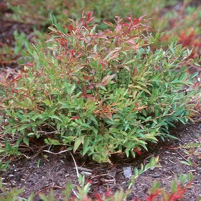Blueberry 'Burgundy' Lowbush Potted Blueberry Plant