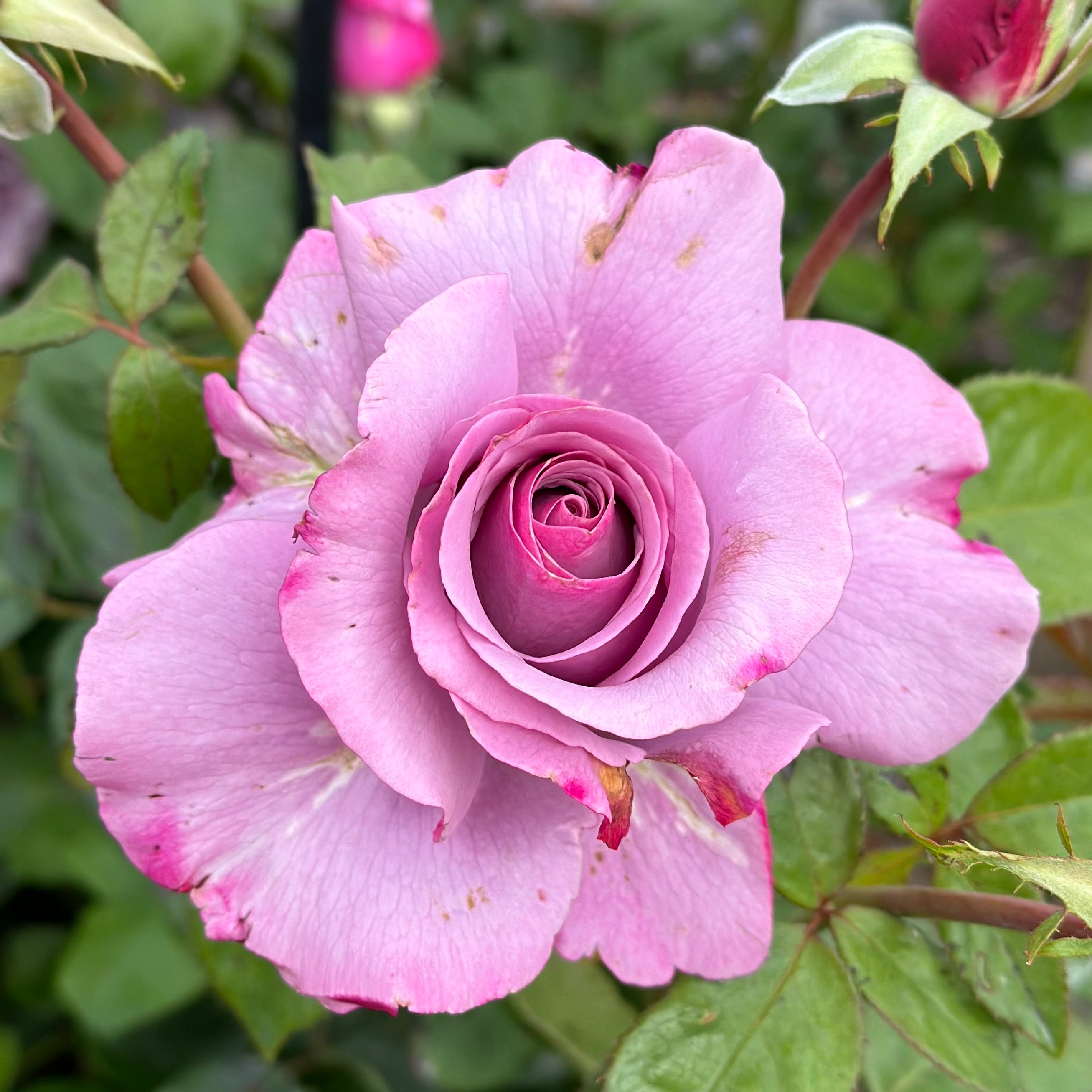 Neptune® Potted Rose Bush