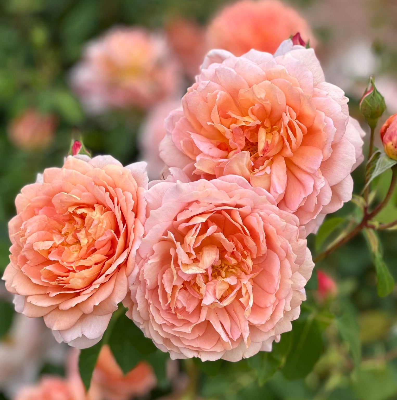 Gracie’s Blooms & Branches™ Bundles - David Austin® Carding Mill® & Juliet®