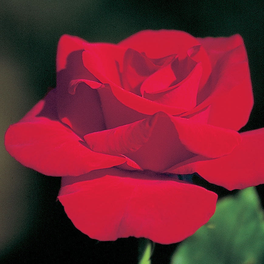 Peggy Rockefeller Bare Root Rose Bush