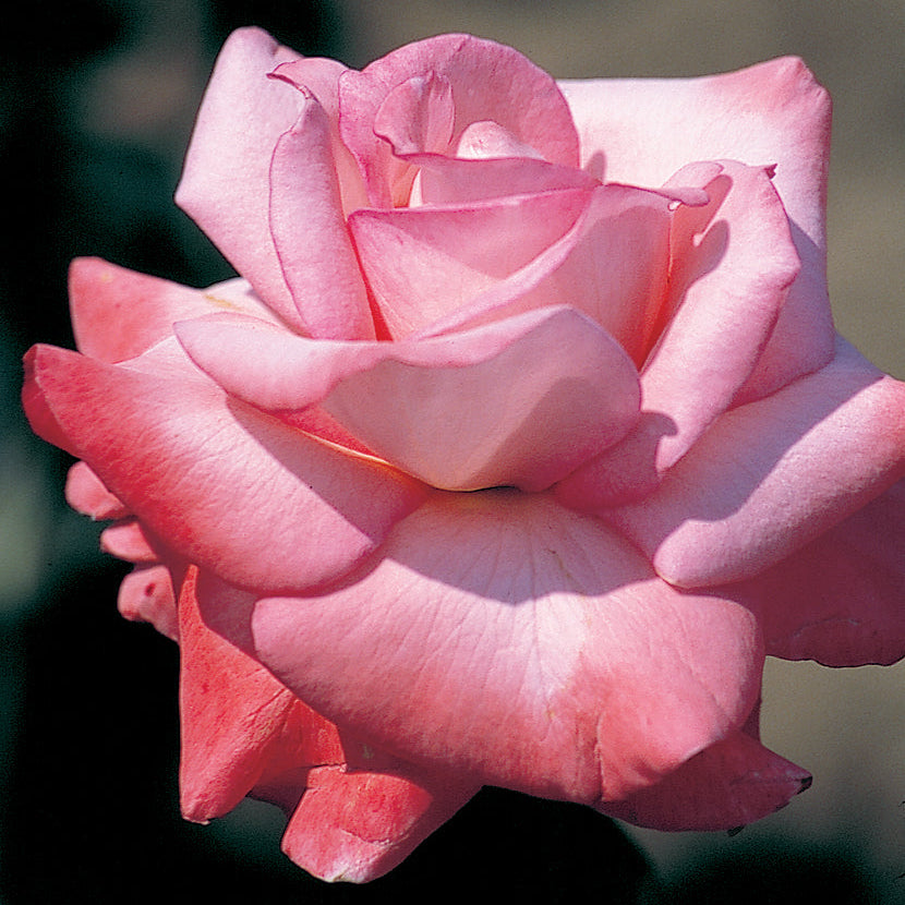 Sheer Elegance Bare Root Rose Bush