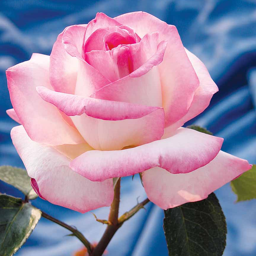 Princesse De Monaco® Bare Root Rose Bush