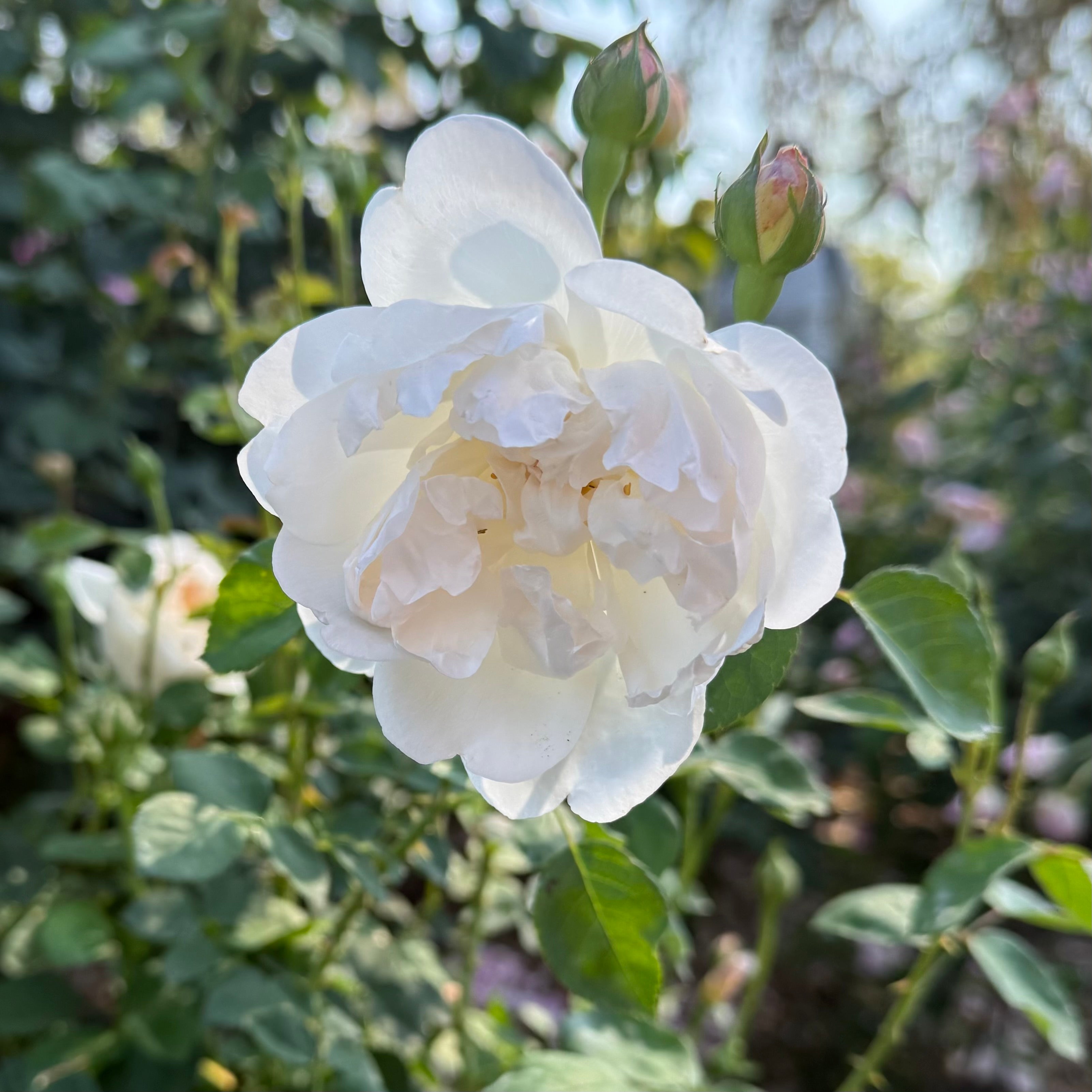 David Austin® Glamis Castle Potted Rose Bush