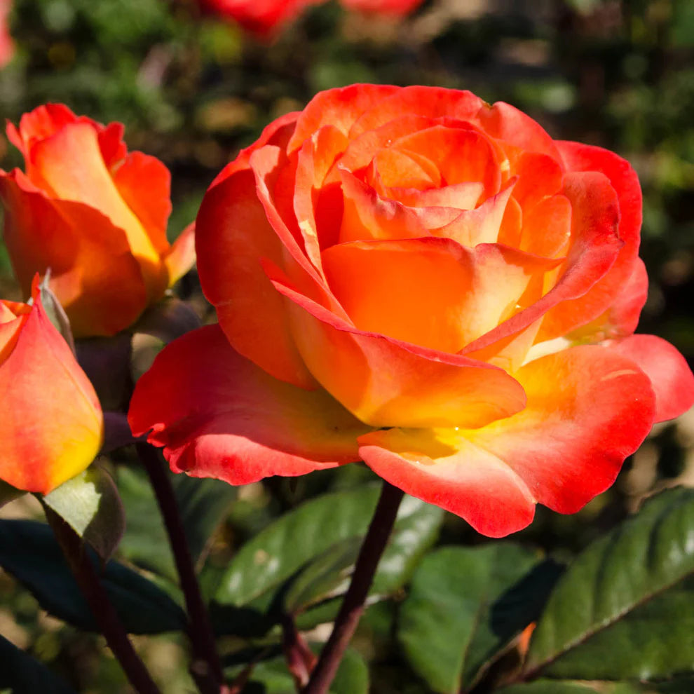 Perfect Moment™ Bare Root Rose Bush