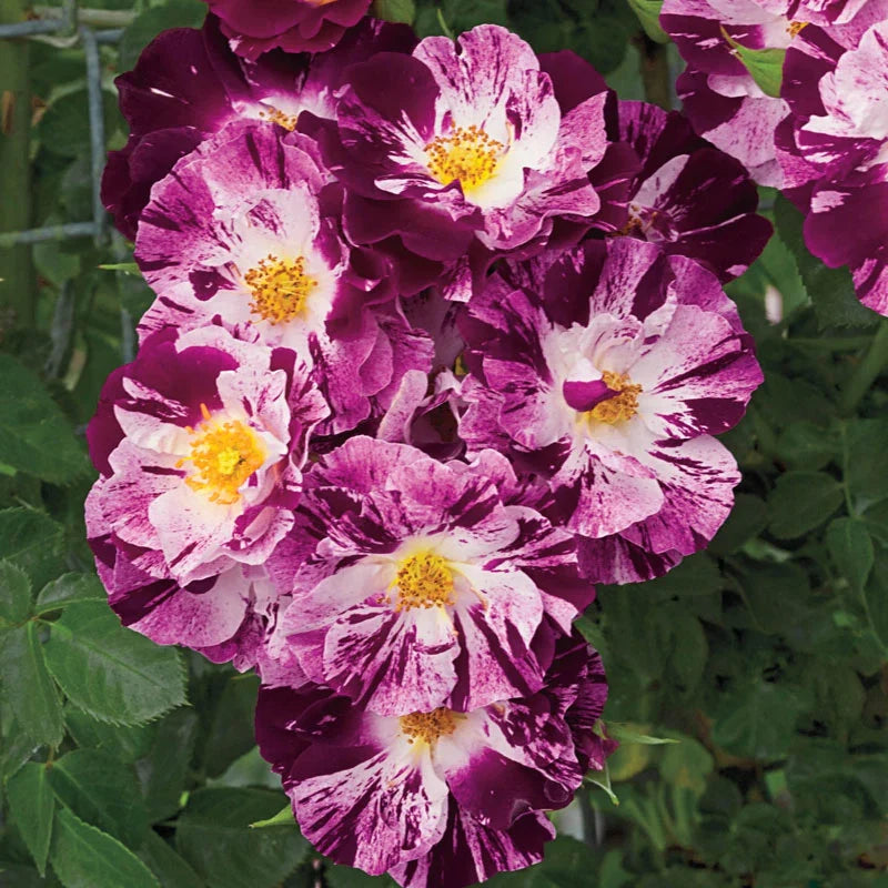 Purple Splash™ Potted Climbing Rose Bush