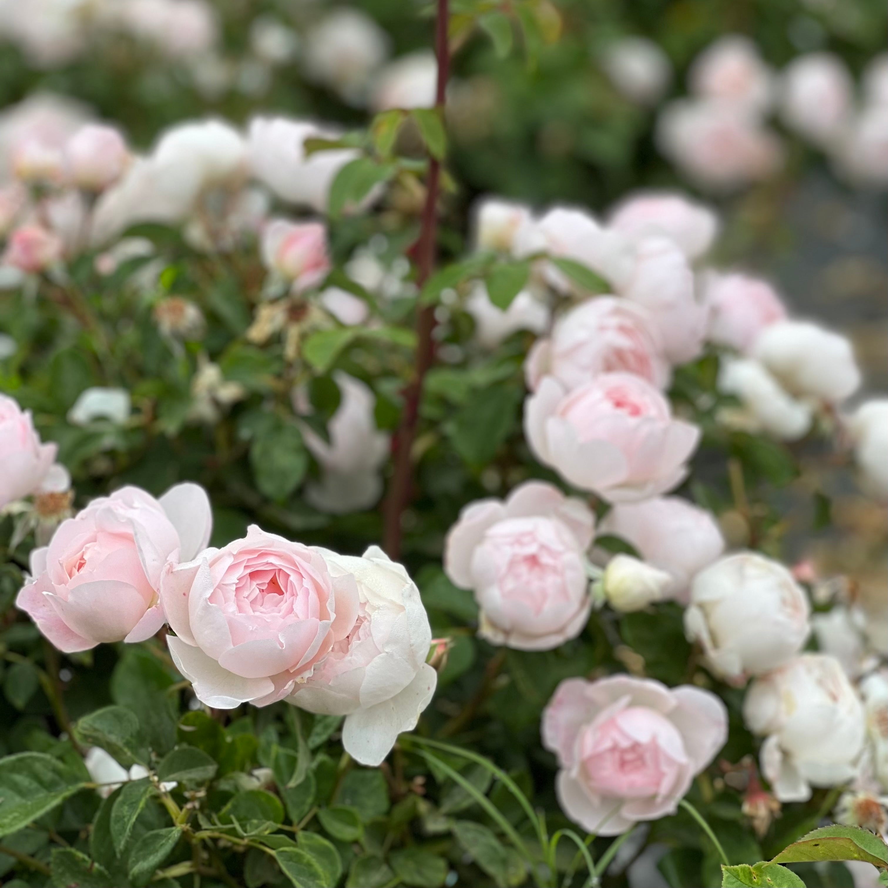 David Austin® Desdemona® Potted Tree Rose