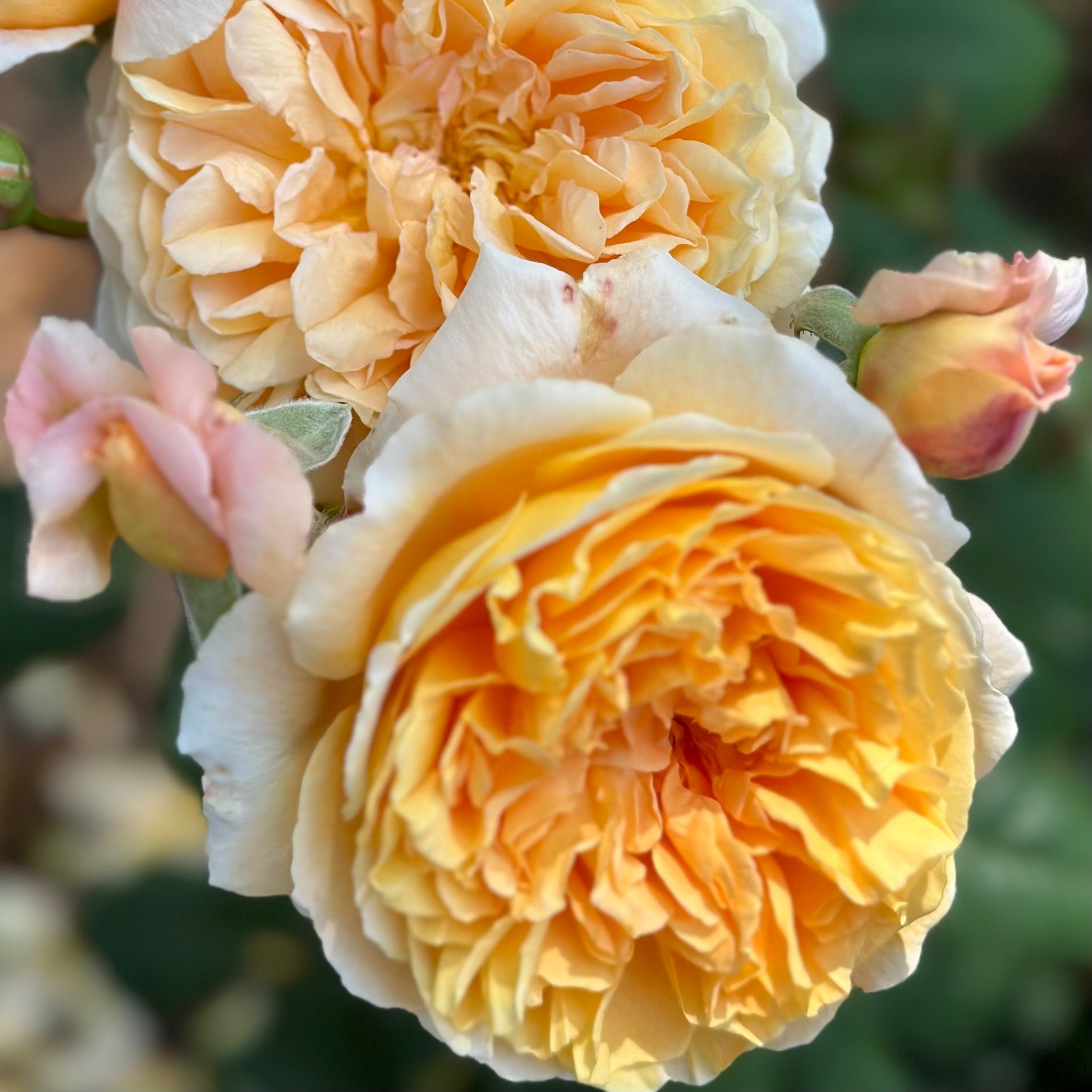 David Austin® Crown Princess Margareta® Potted Climbing Rose