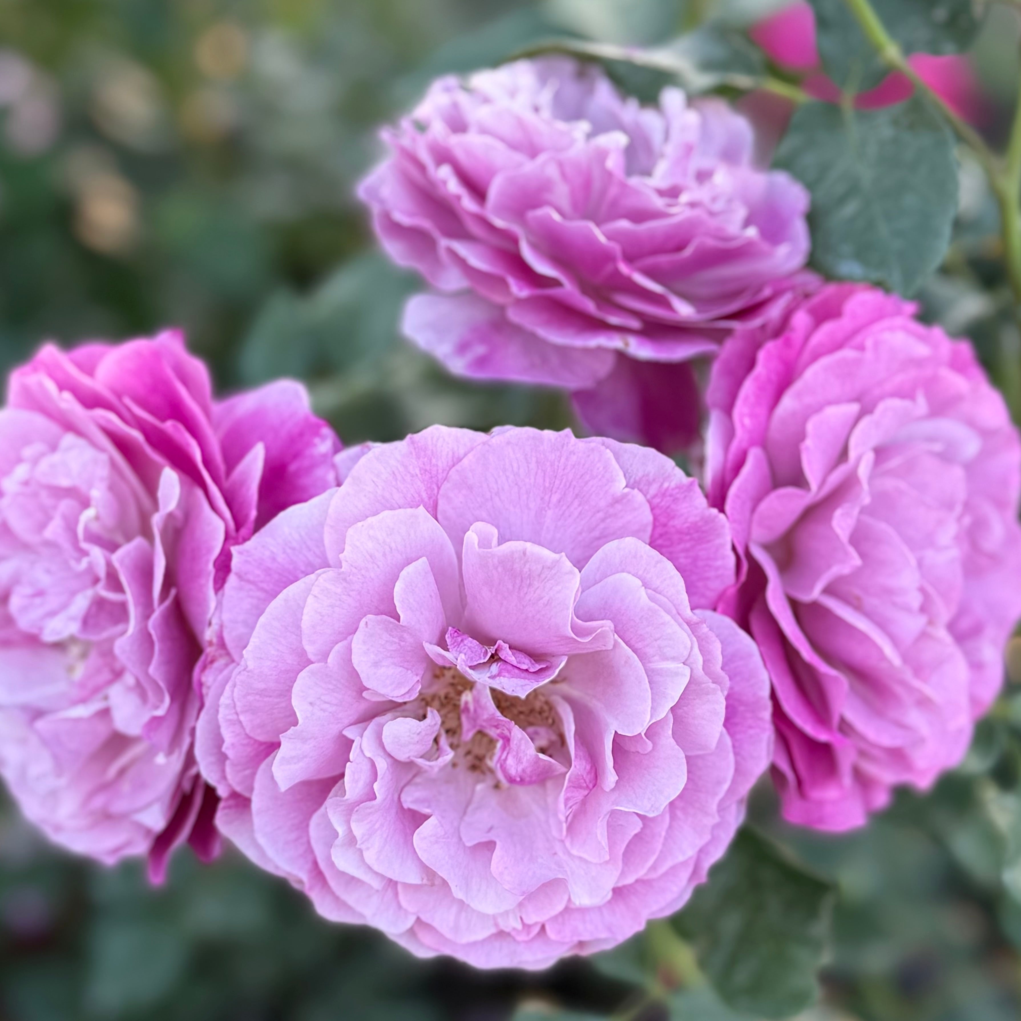 Wild Blue Yonder™ Potted Rose Bush
