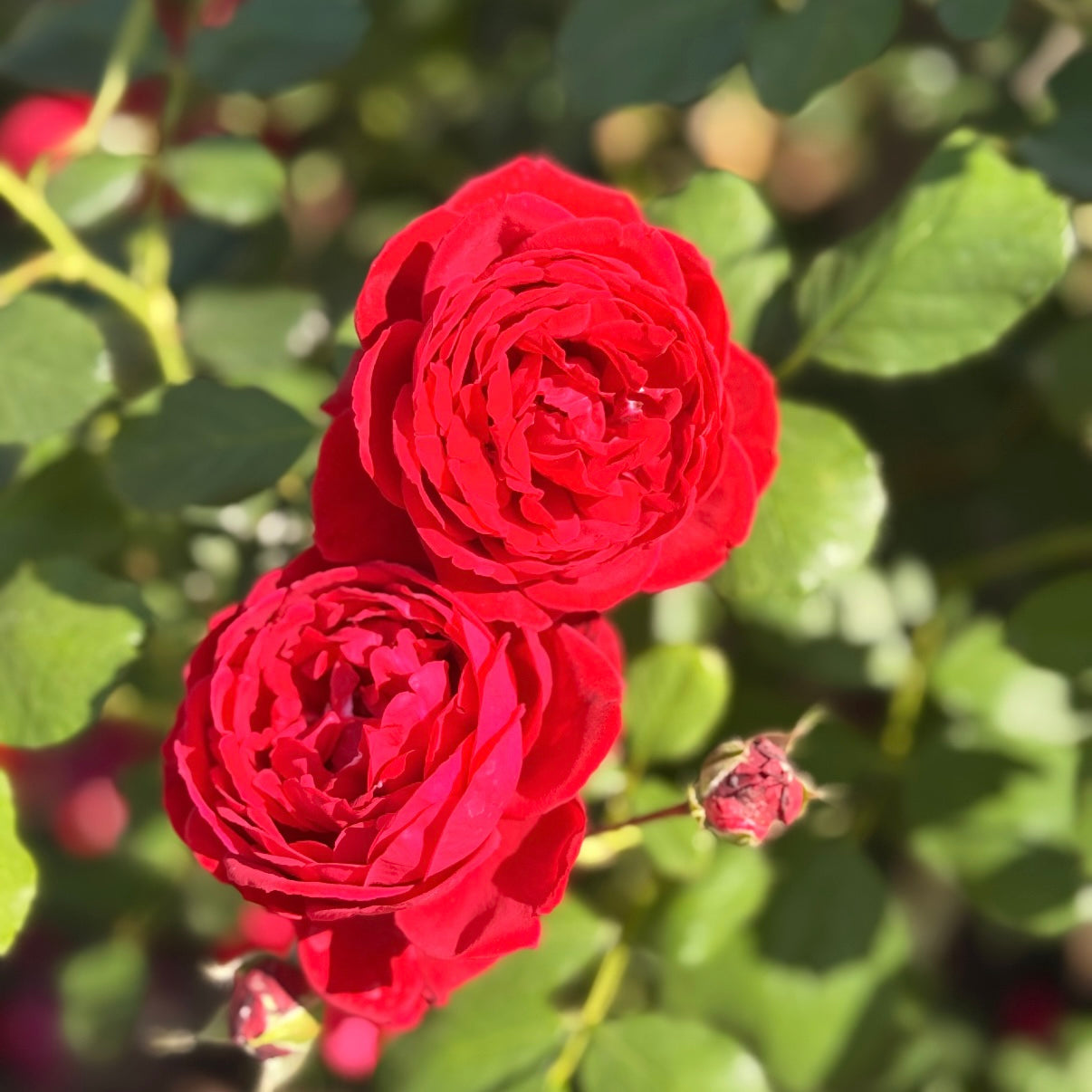 Blaze™ Potted Climbing Rose