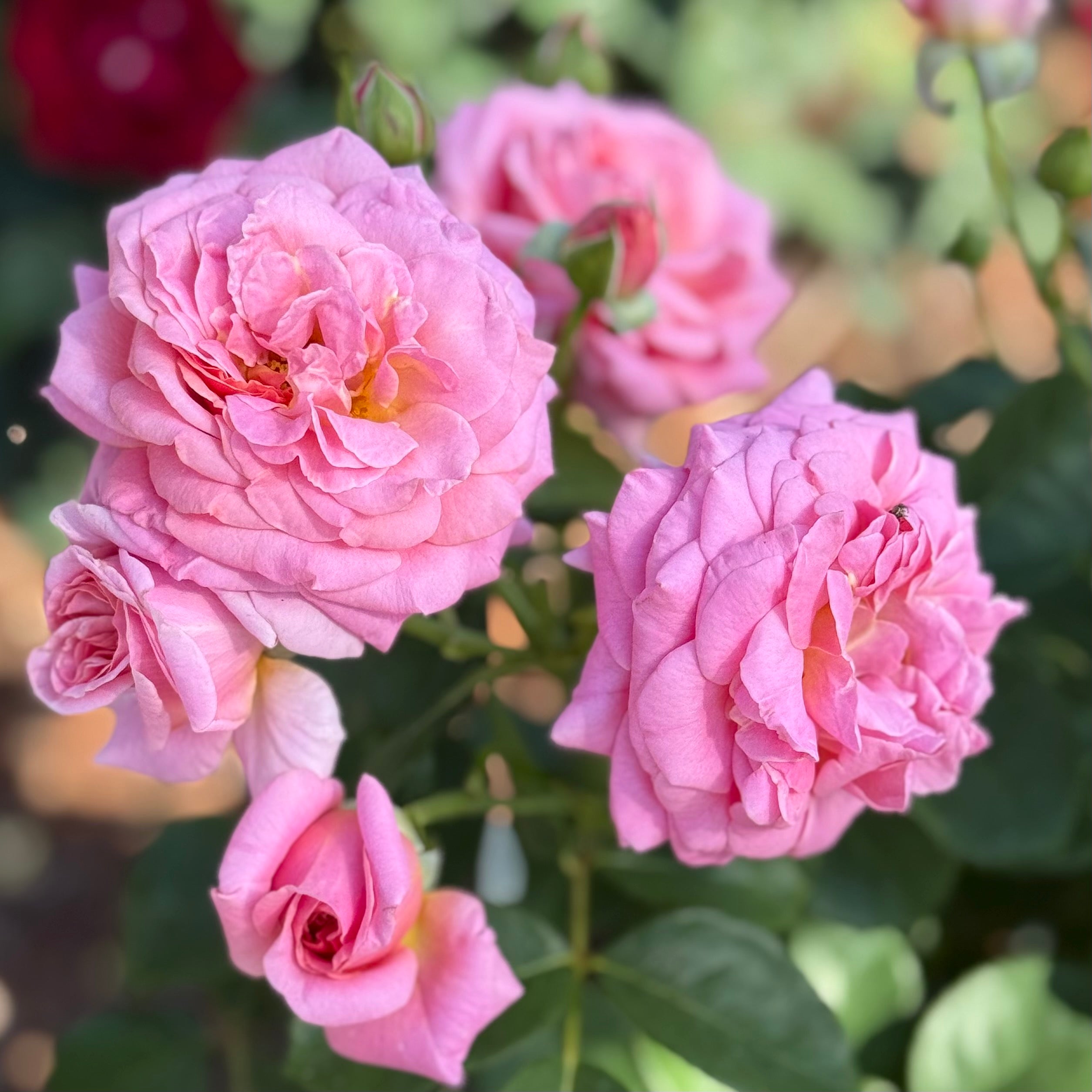 Time After Time™ Potted Tree Rose