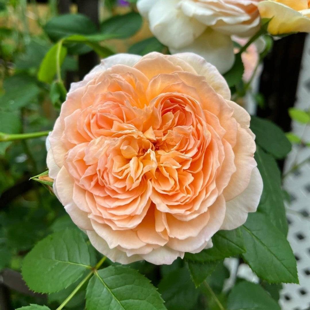 David Austin® Bathsheba® Potted Rose Bush