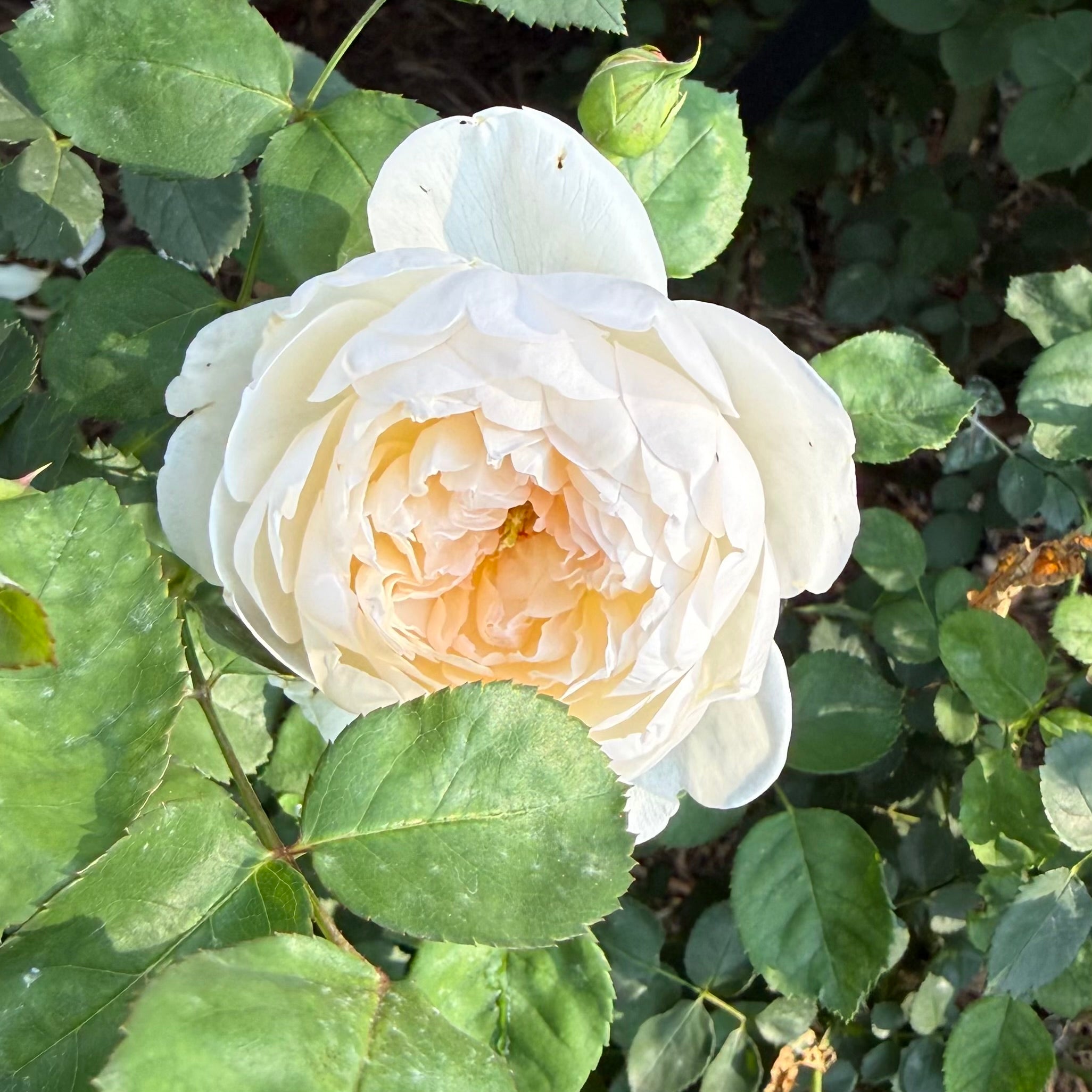 David AustinĀ® Glamis Castle Potted Rose Bush