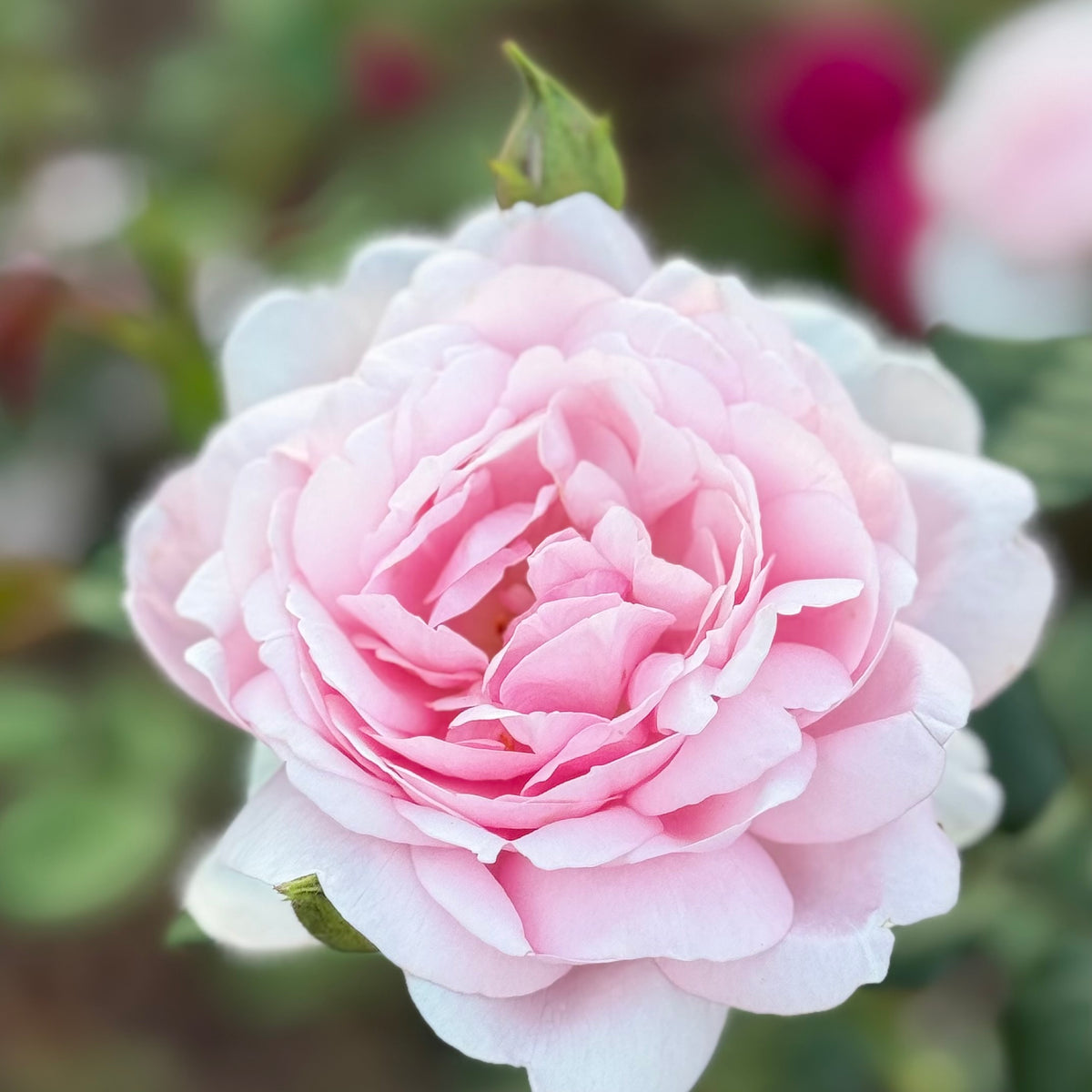 David Austin® Scepter D'Isle Potted Rose Bush