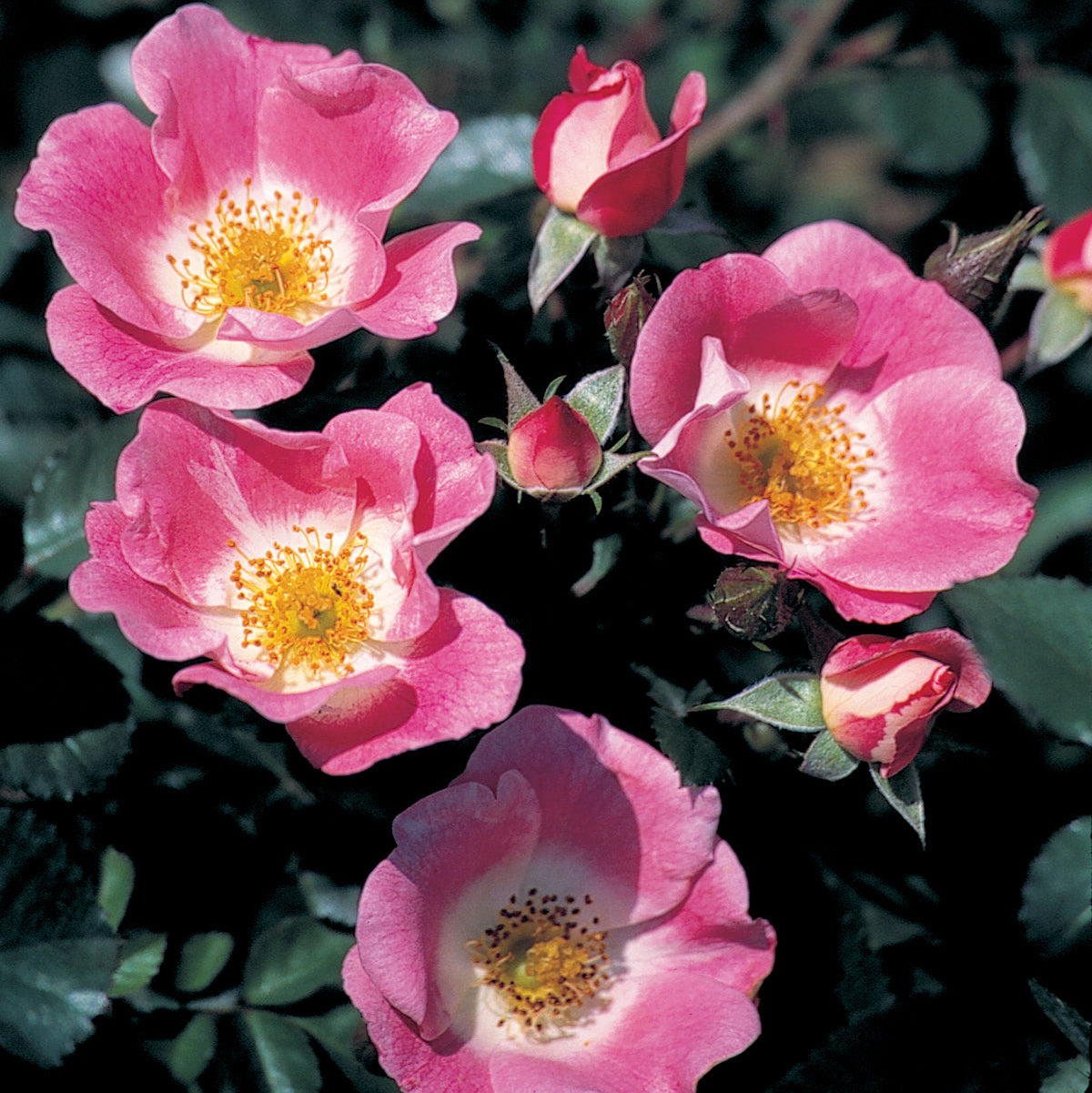 Carefree Delight™ Bare Root Rose Bush