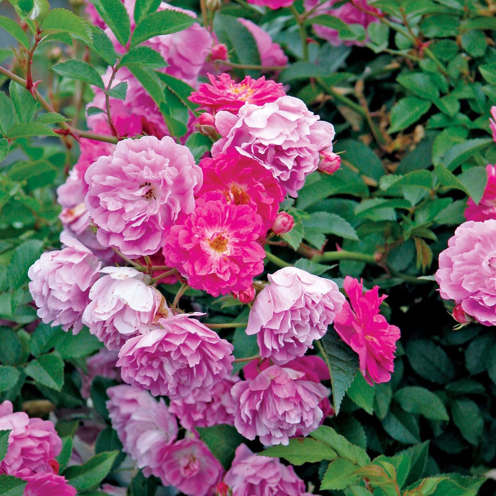 The Abbotsford Rose Bare Root Rose Bush