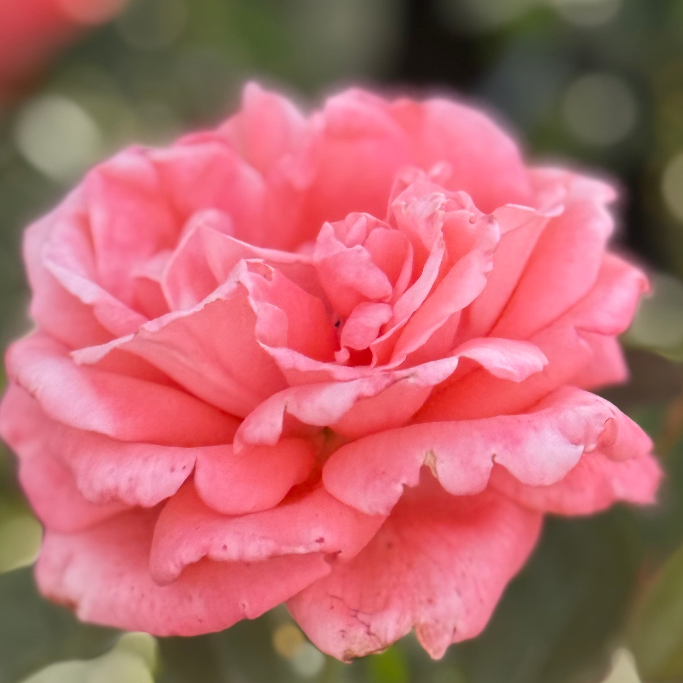Tropicana Potted Rose Bush