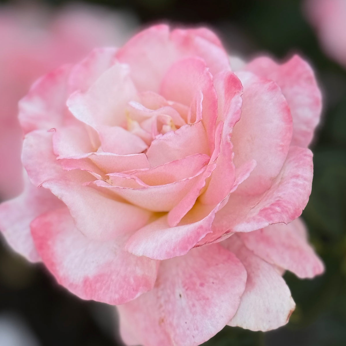 Secret™ Bare Root Rose Bush