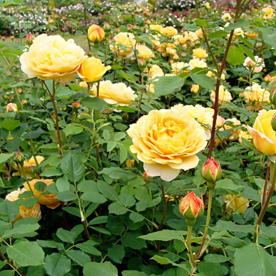 David Austin® Golden Celebration® Potted Rose Bush