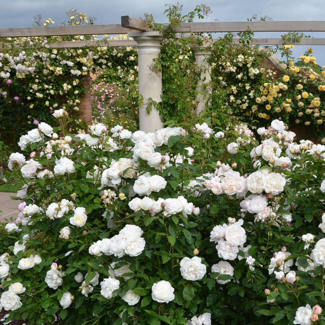 David Austin® Winchester Cathedral® Potted Rose Bush