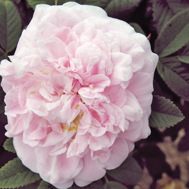 Martin Frobisher Potted Rose Bush