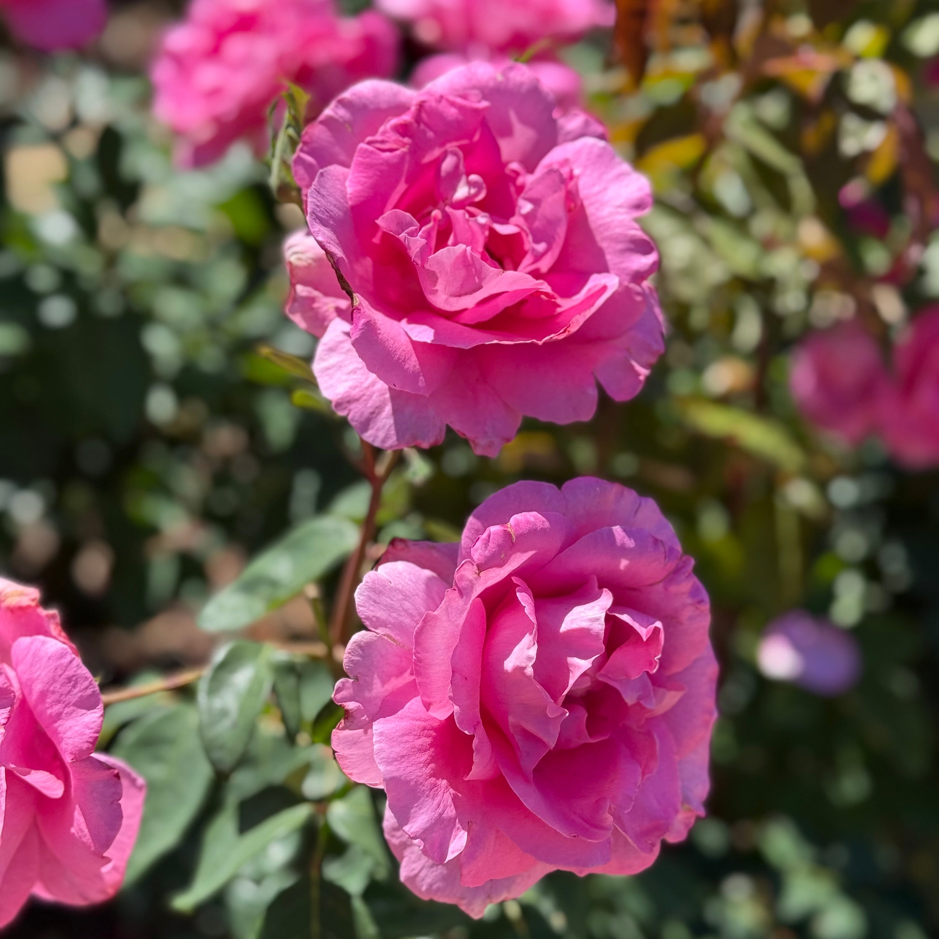 The McCartney Rose™ Potted Rose Bush