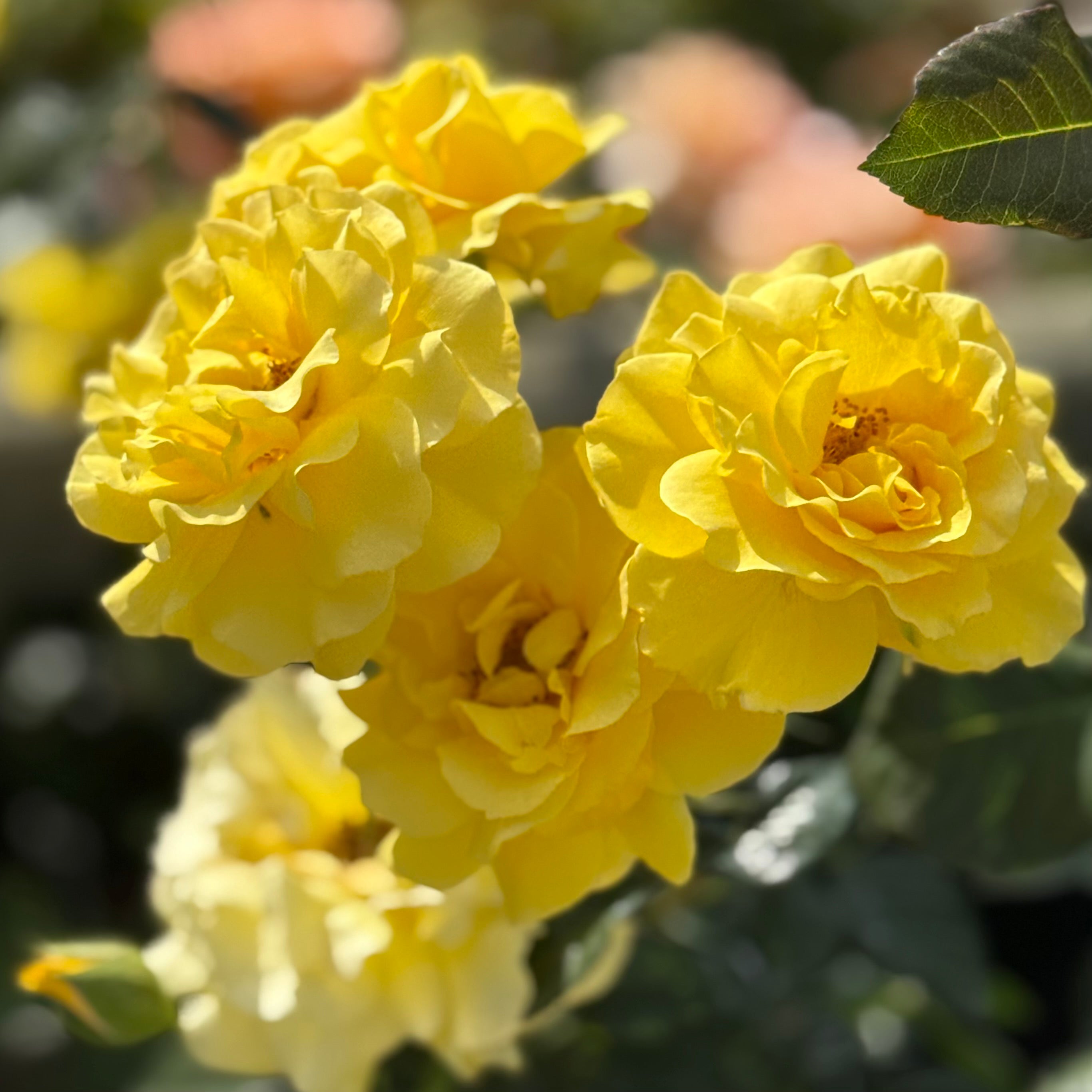 Sparkle & Shine™Potted Rose Bush