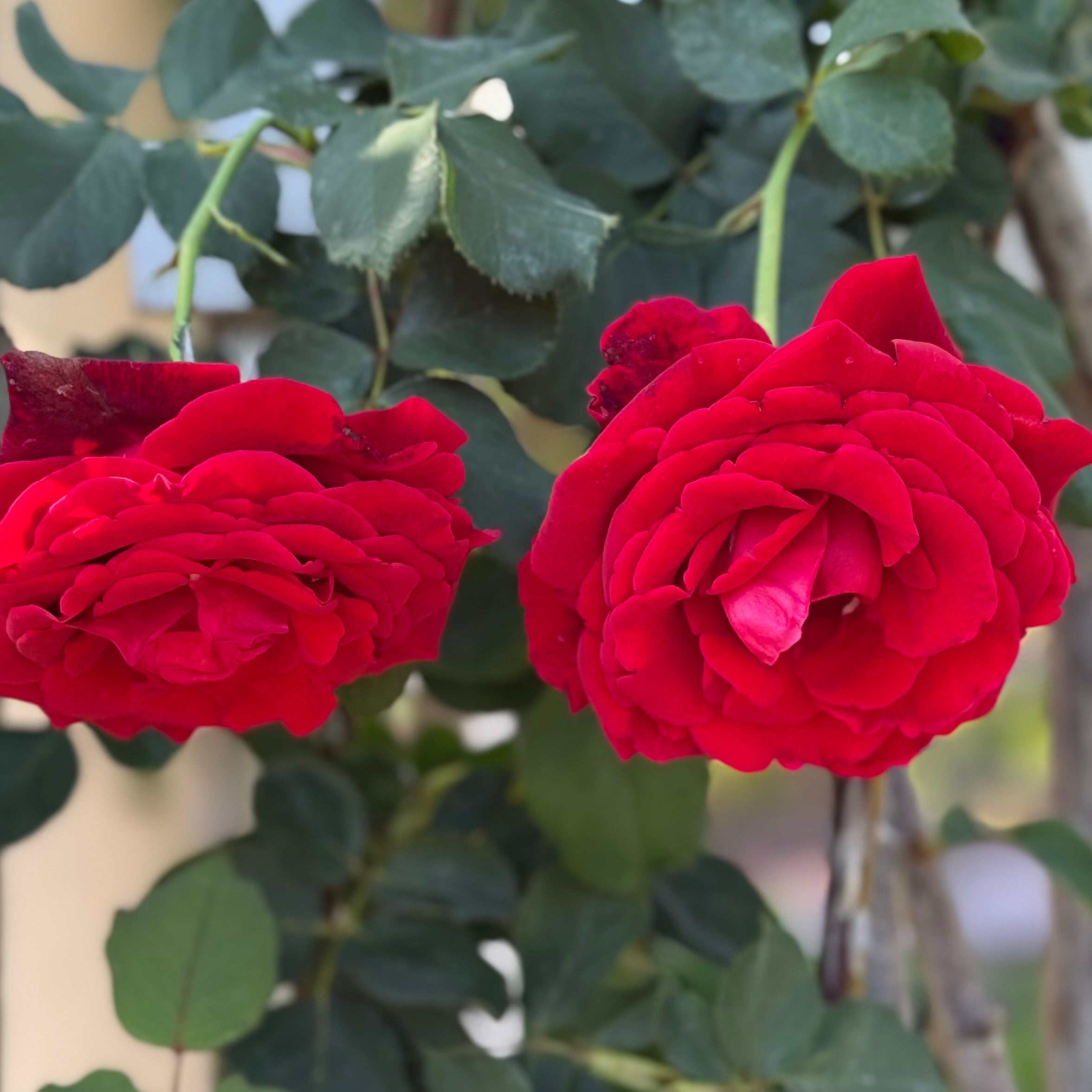 Don Juan™ Potted Climbing Rose