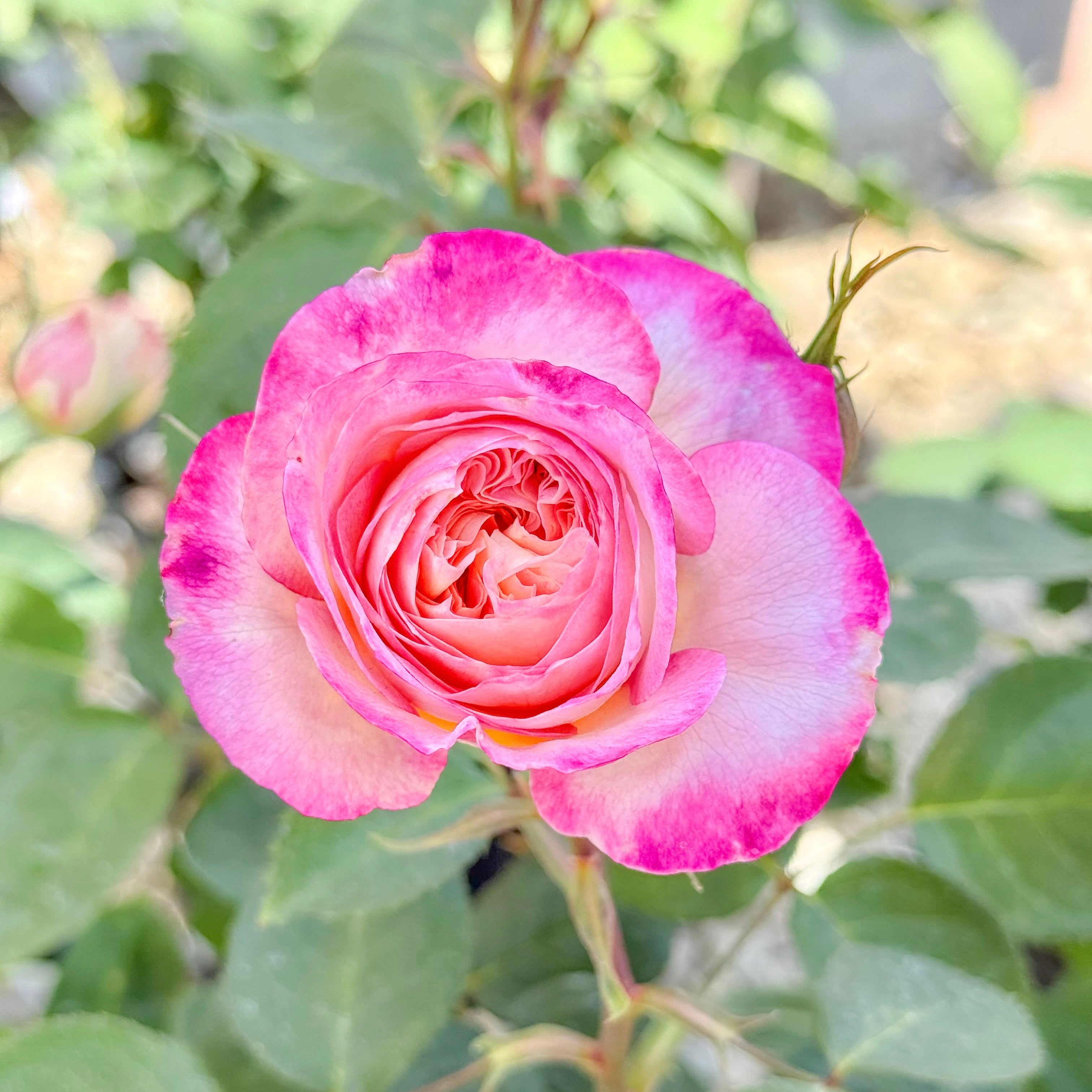 Living the Dream™ Potted Rose Bush