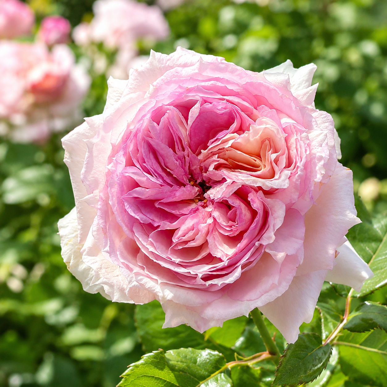 Trรคumerei Potted Rose Bush