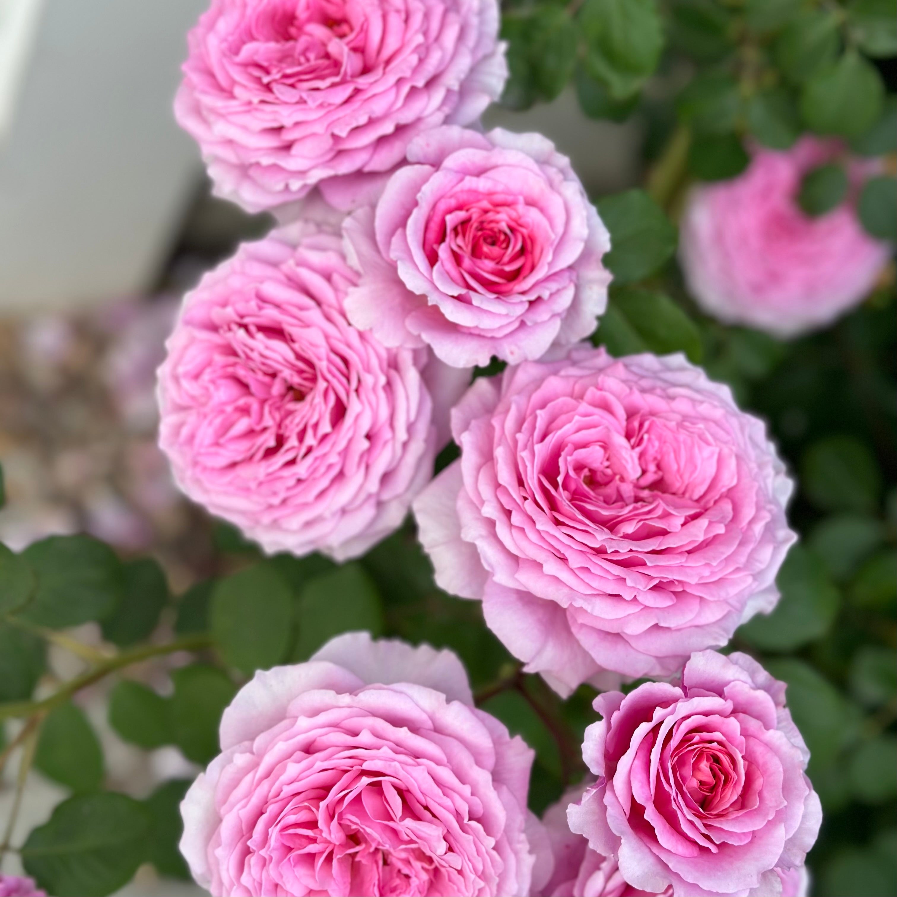 David Austin® James Galway® Potted Climbing Rose